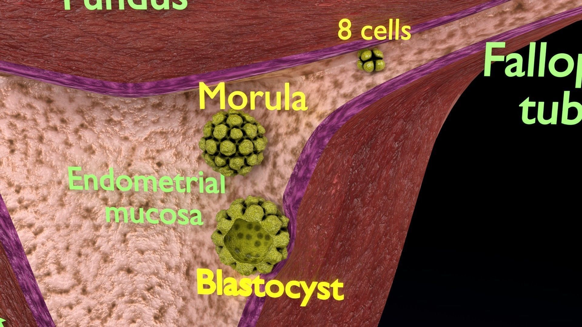 Fertilization stages of ovum 3D model_15