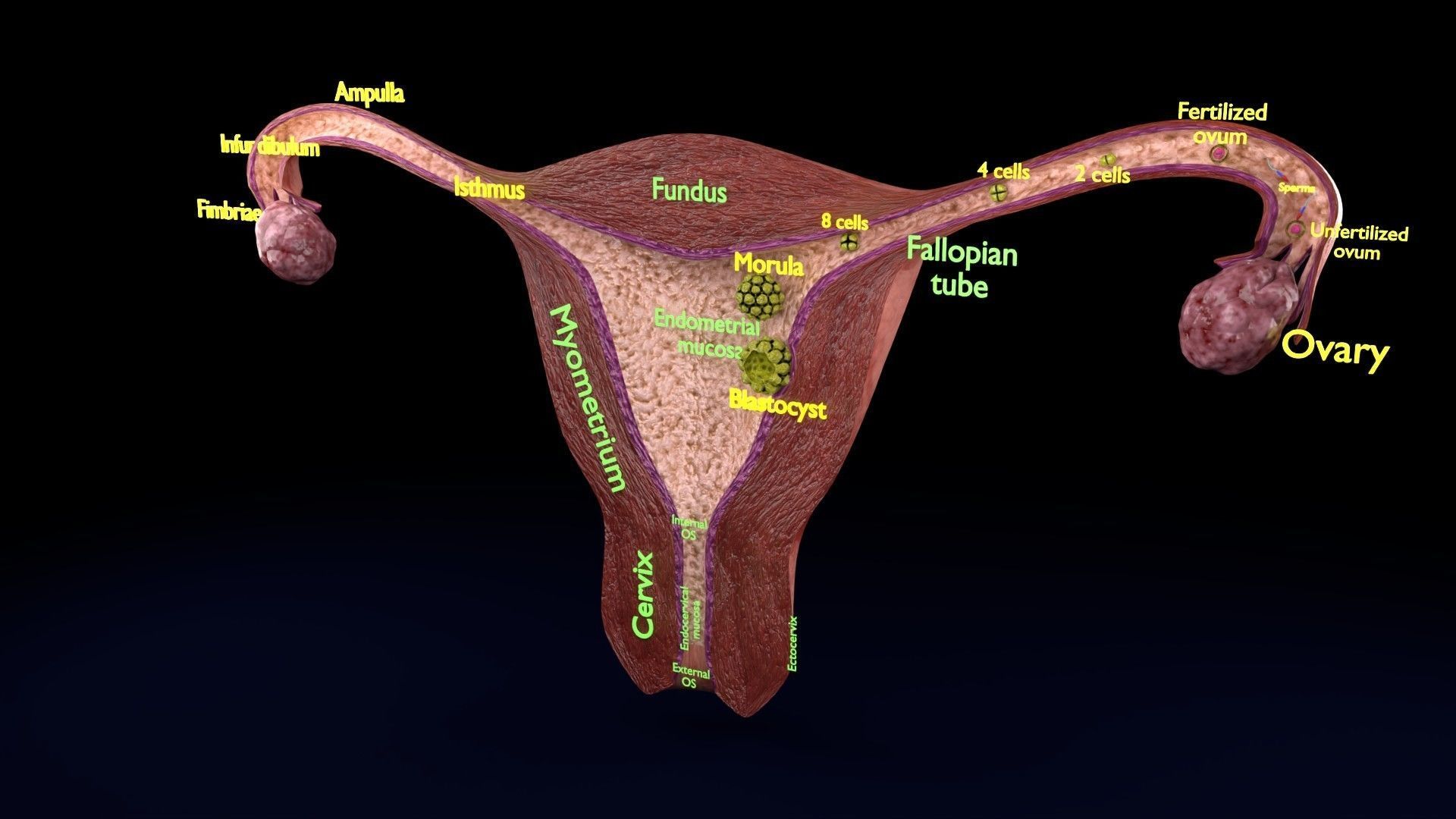 Fertilization stages of ovum 3D model_87