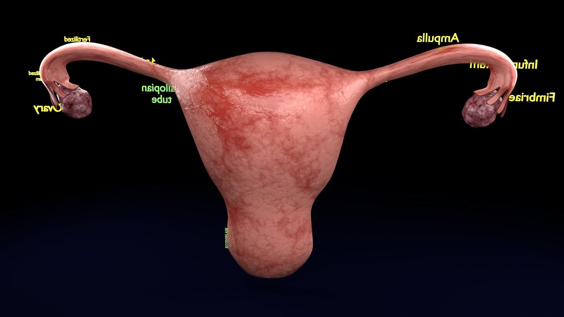 Fertilization stages of ovum 3D model_56