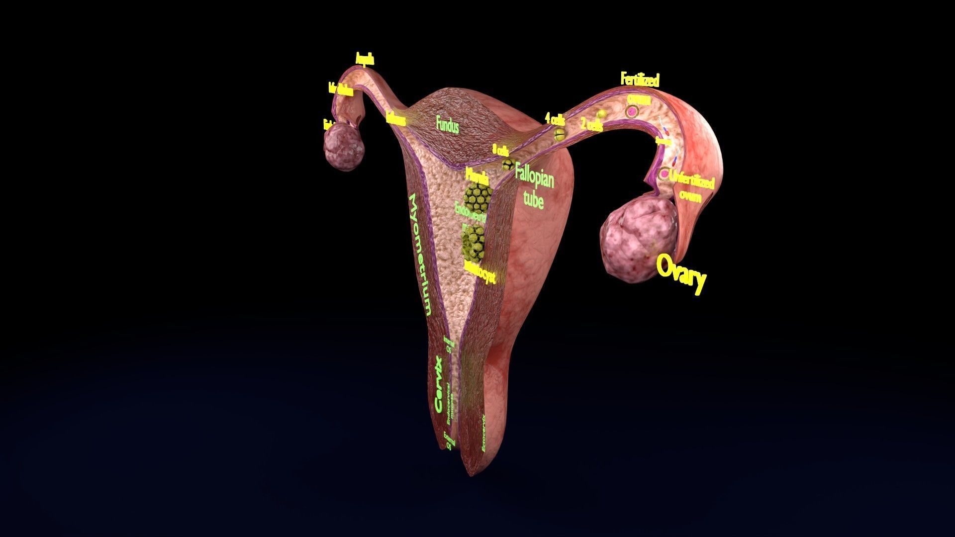 Fertilization stages of ovum 3D model_80