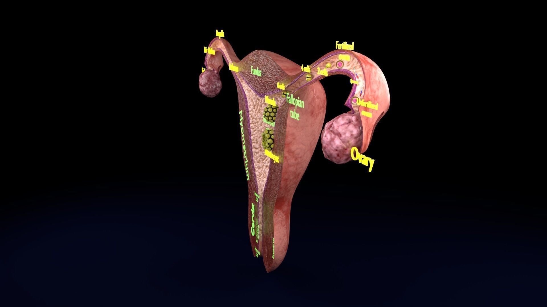 Fertilization stages of ovum 3D model_79