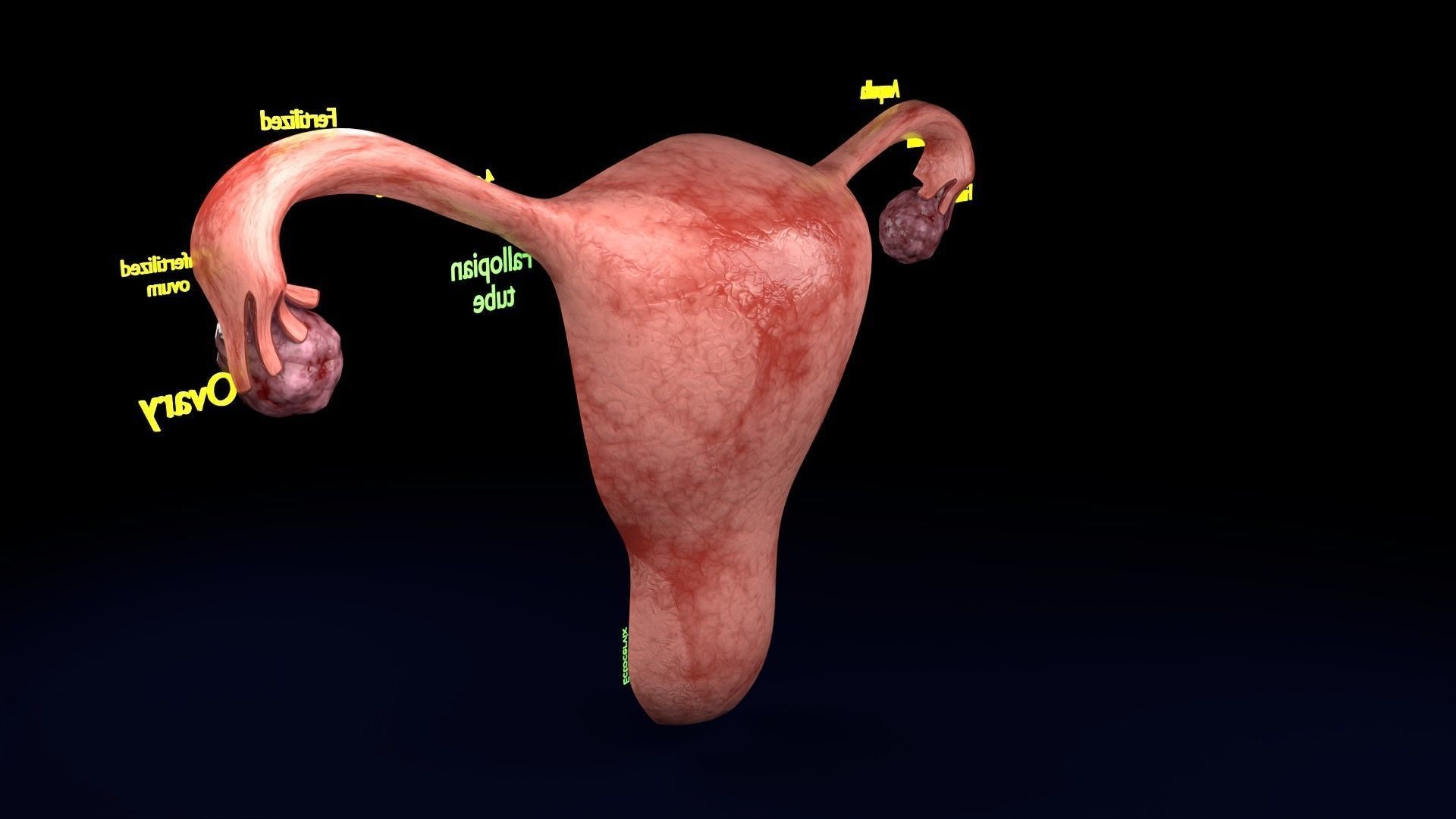 Fertilization stages of ovum 3D model_69