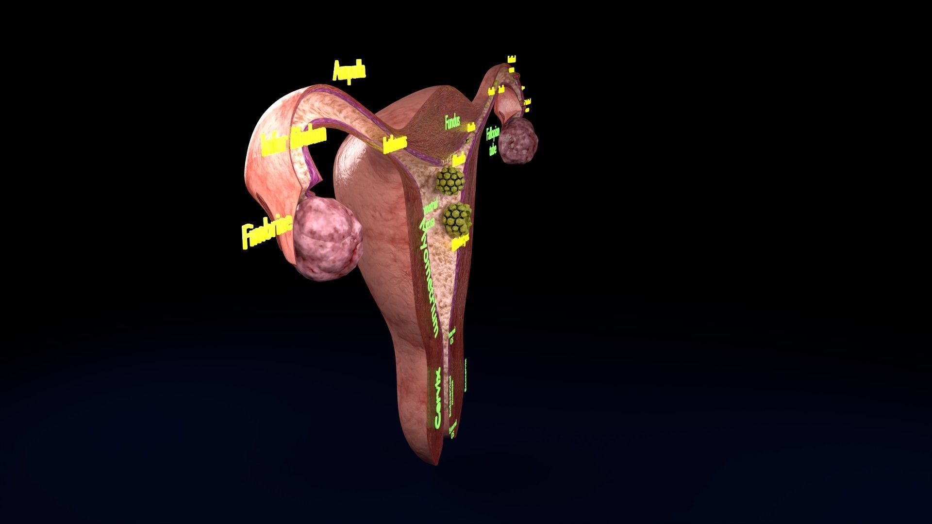 Fertilization stages of ovum 3D model_37