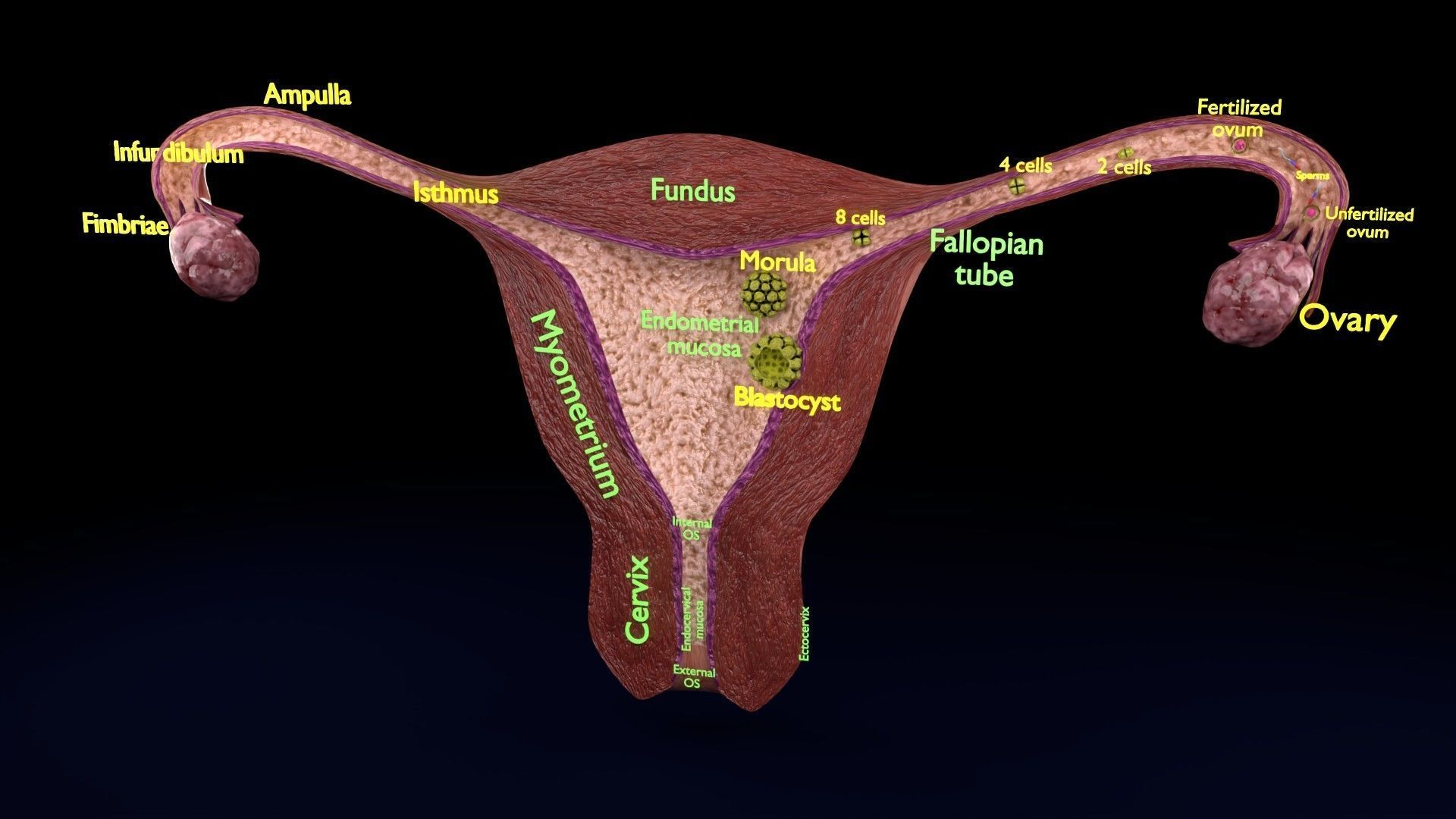 Fertilization stages of ovum 3D model_90