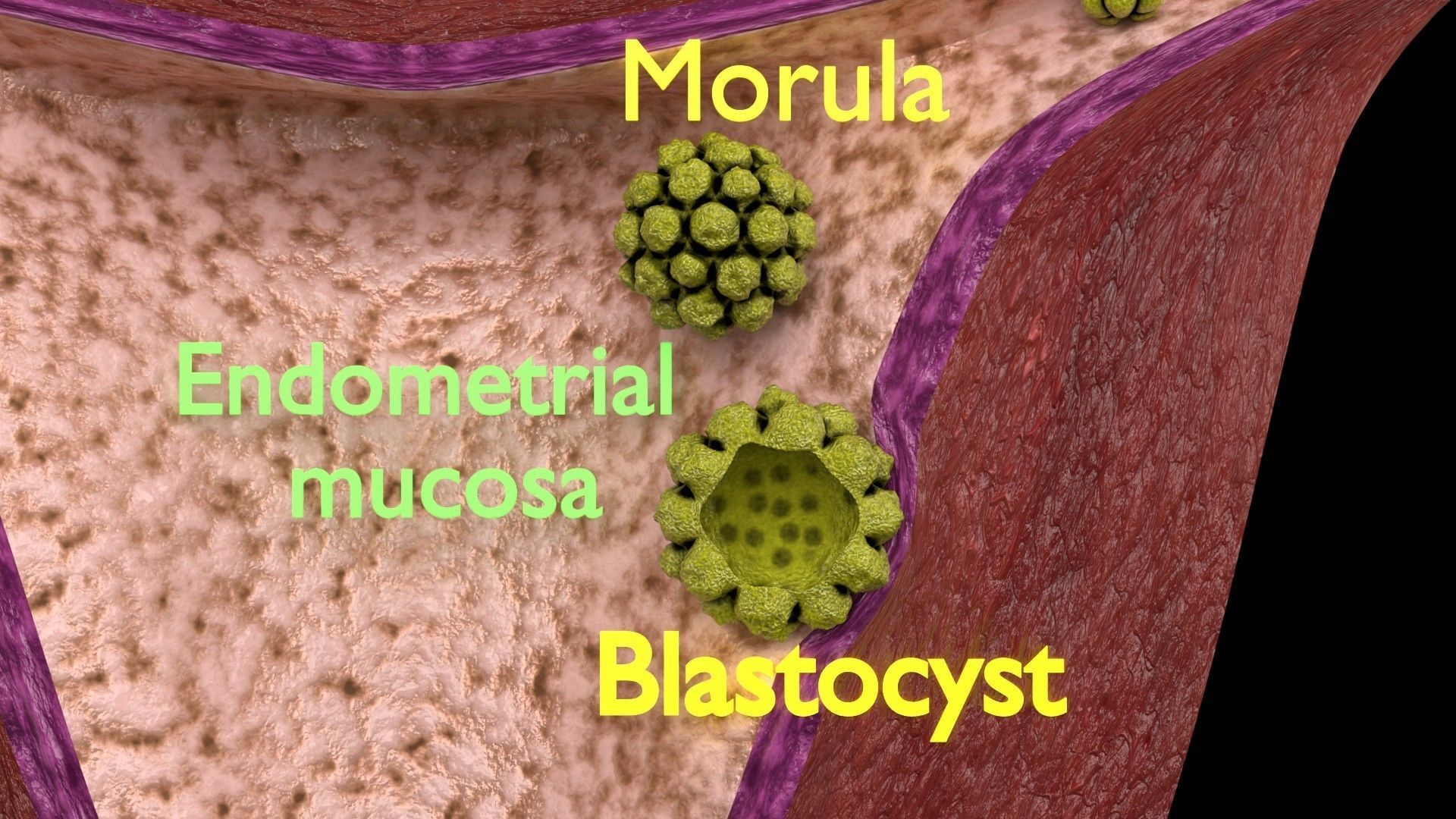Fertilization stages of ovum 3D model_1
