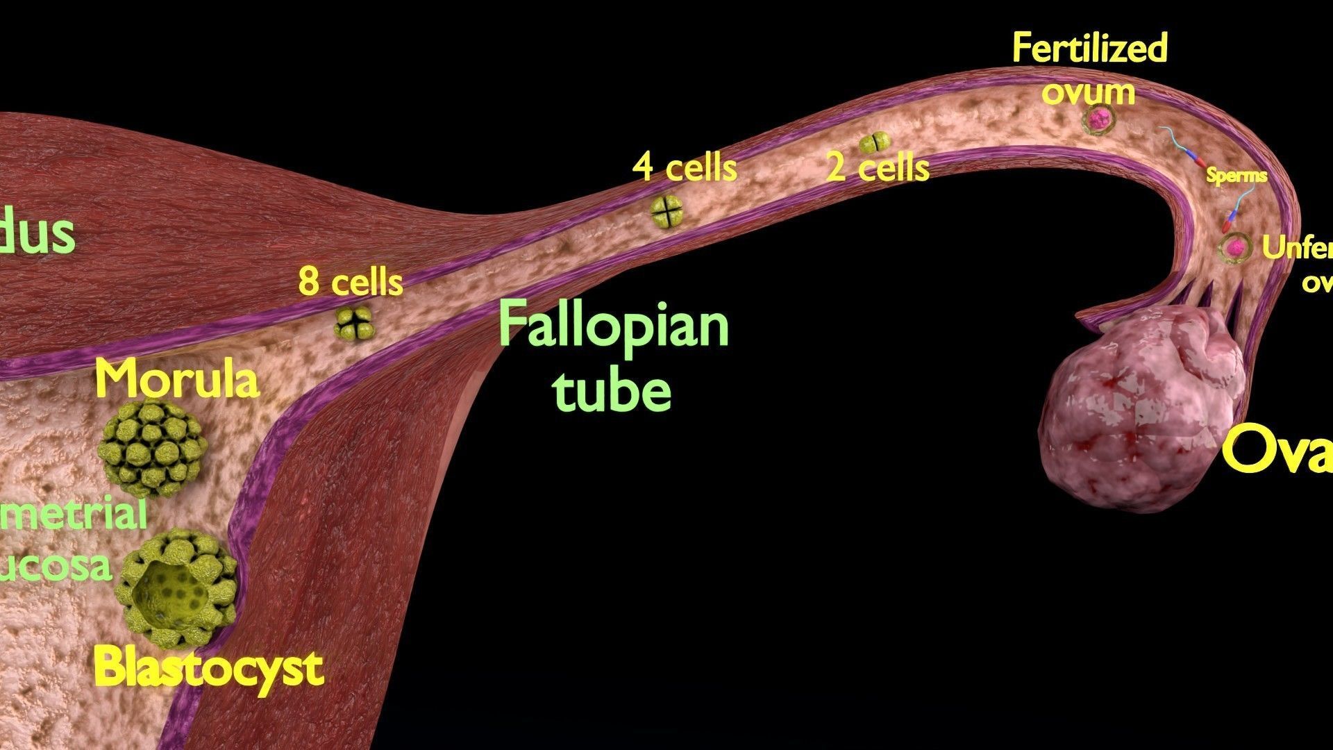 Fertilization stages of ovum 3D model_19