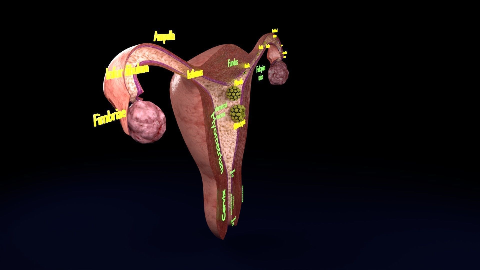 Fertilization stages of ovum 3D model_36