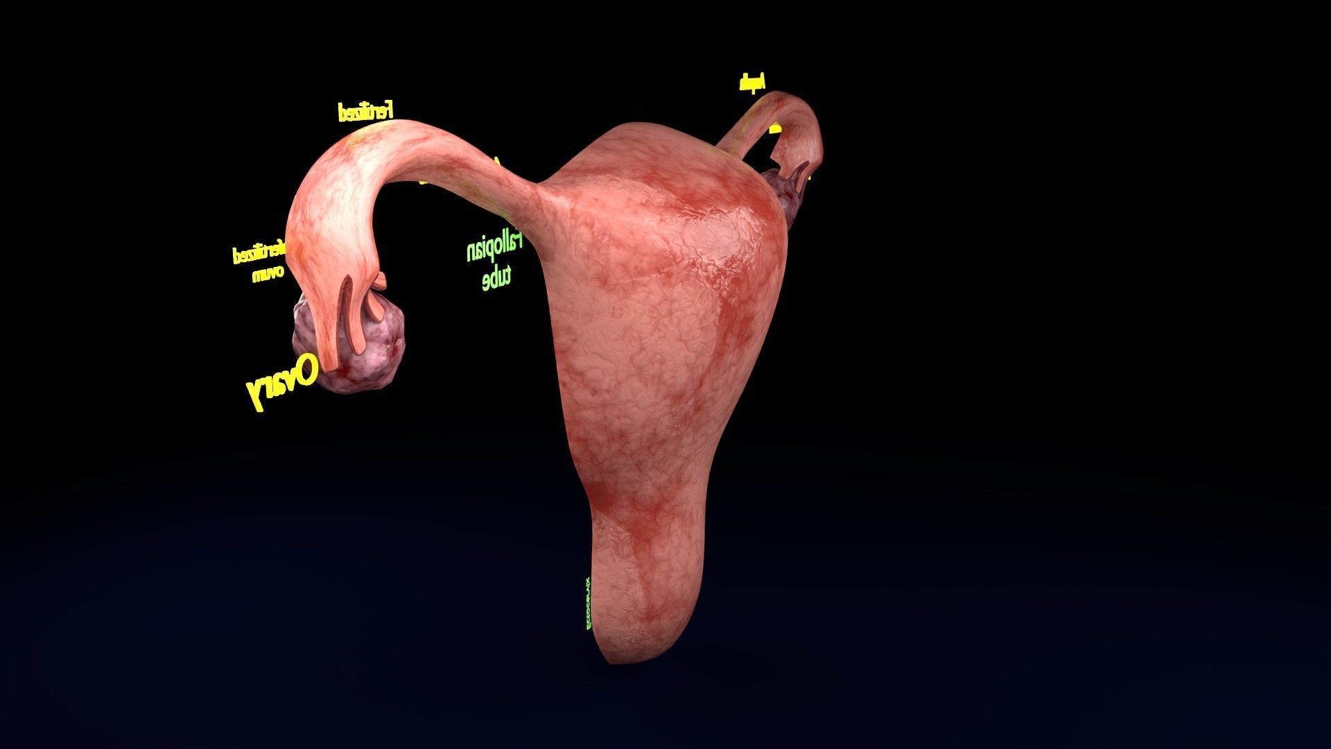 Fertilization stages of ovum 3D model_71