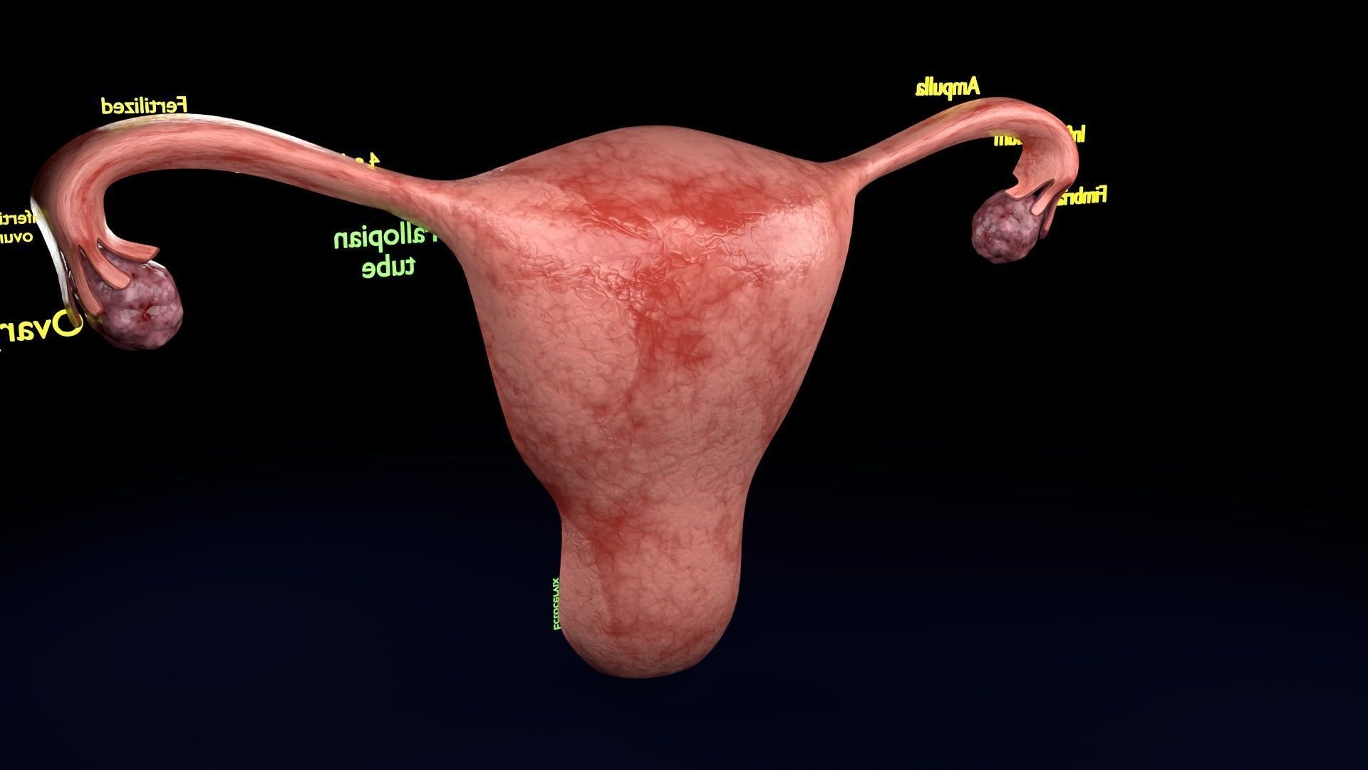 Fertilization stages of ovum 3D model_64