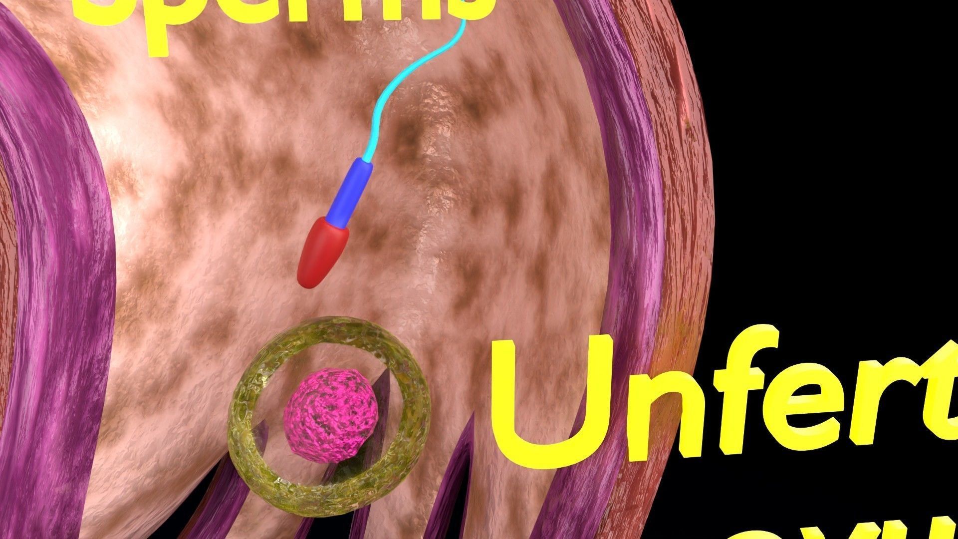Fertilization stages of ovum 3D model_8