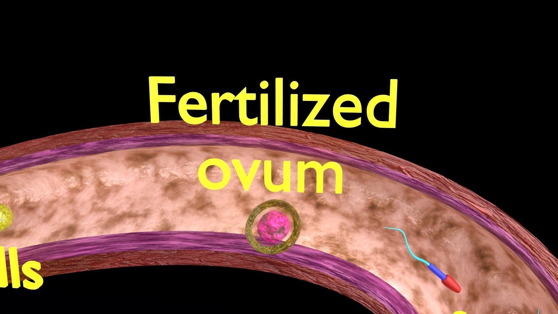 Fertilization stages of ovum 3D model_9