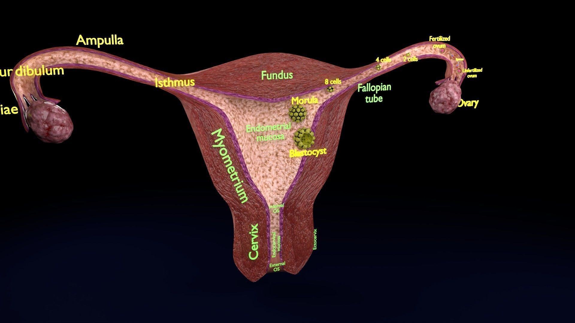 Fertilization stages of ovum 3D model_27