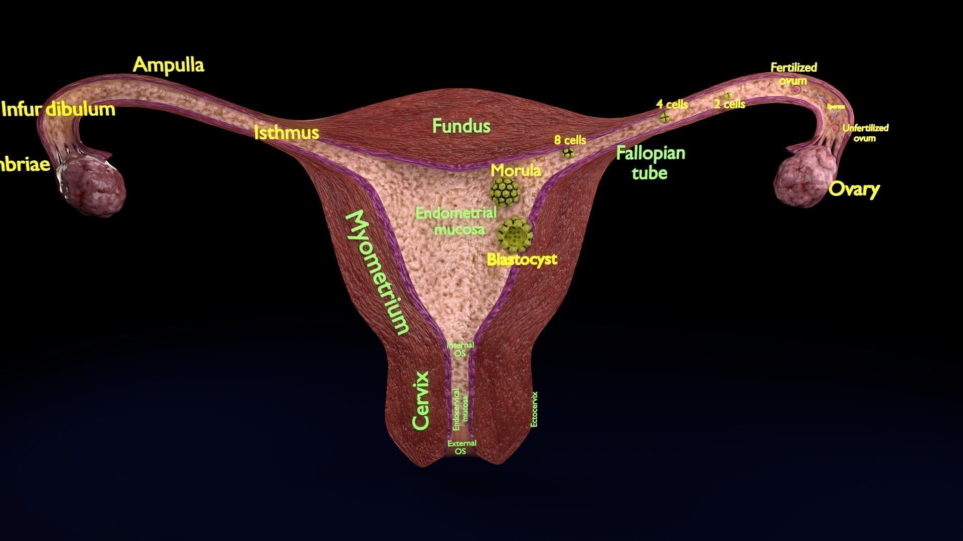 Fertilization stages of ovum 3D model_23