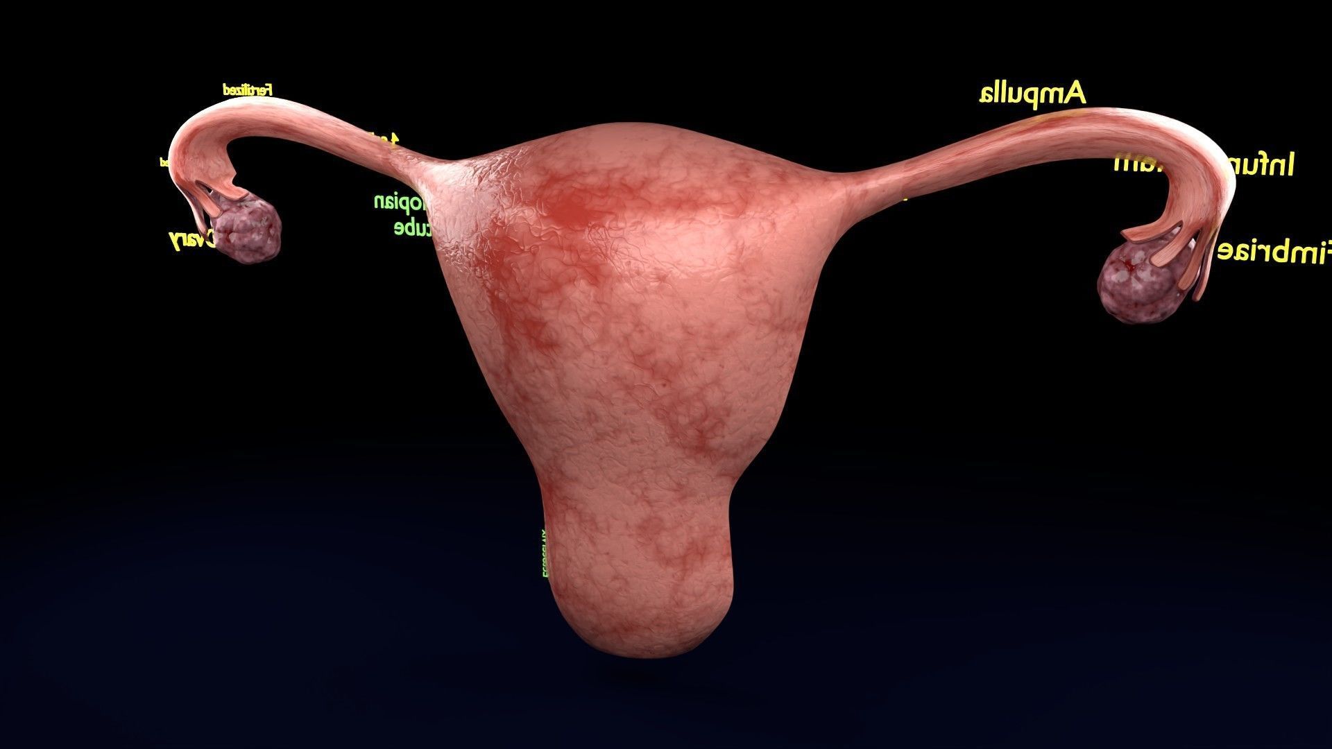 Fertilization stages of ovum 3D model_53