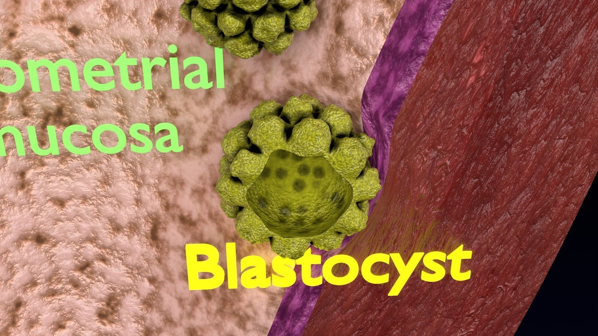 Fertilization stages of ovum 3D model_14