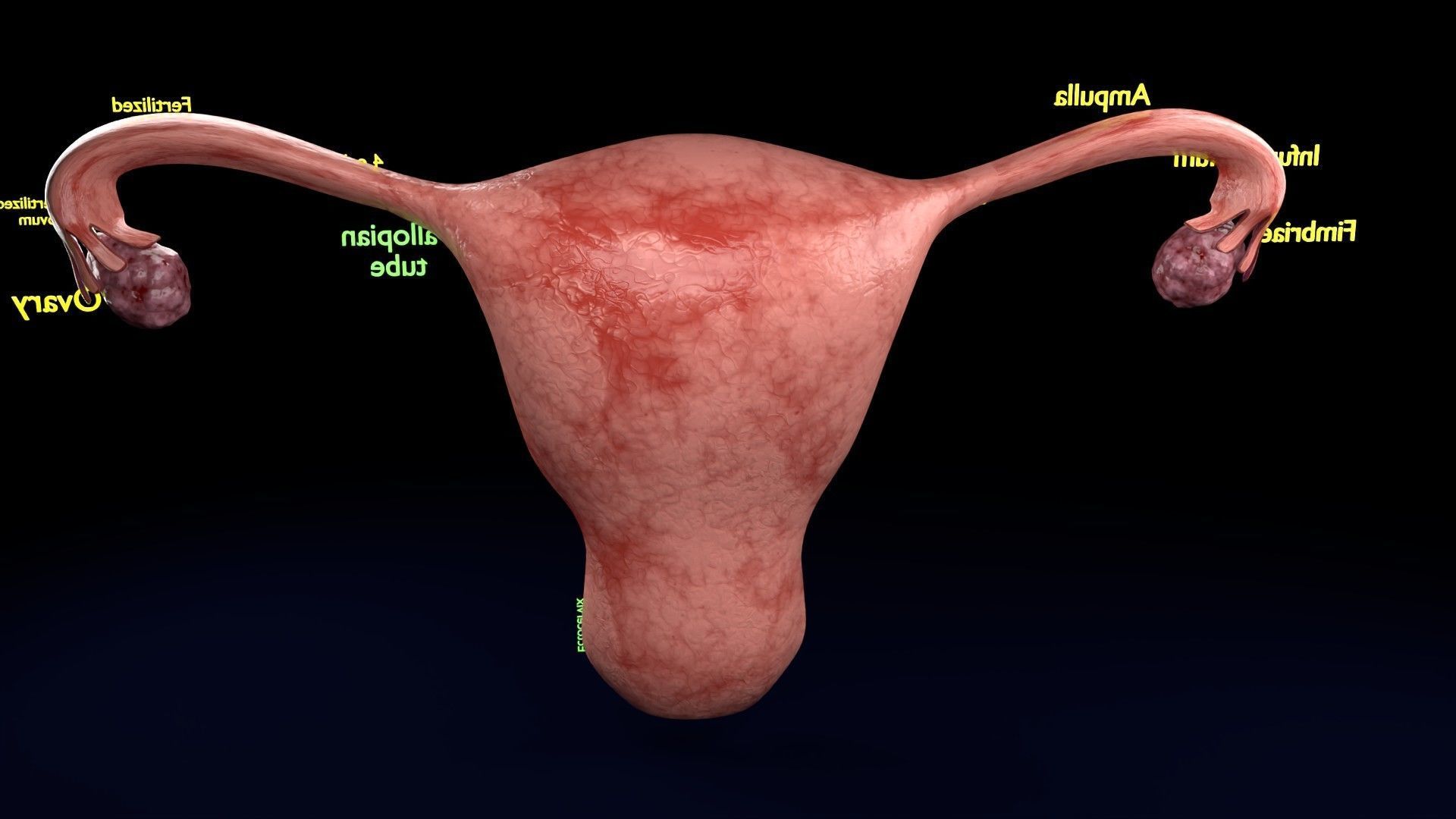 Fertilization stages of ovum 3D model_59