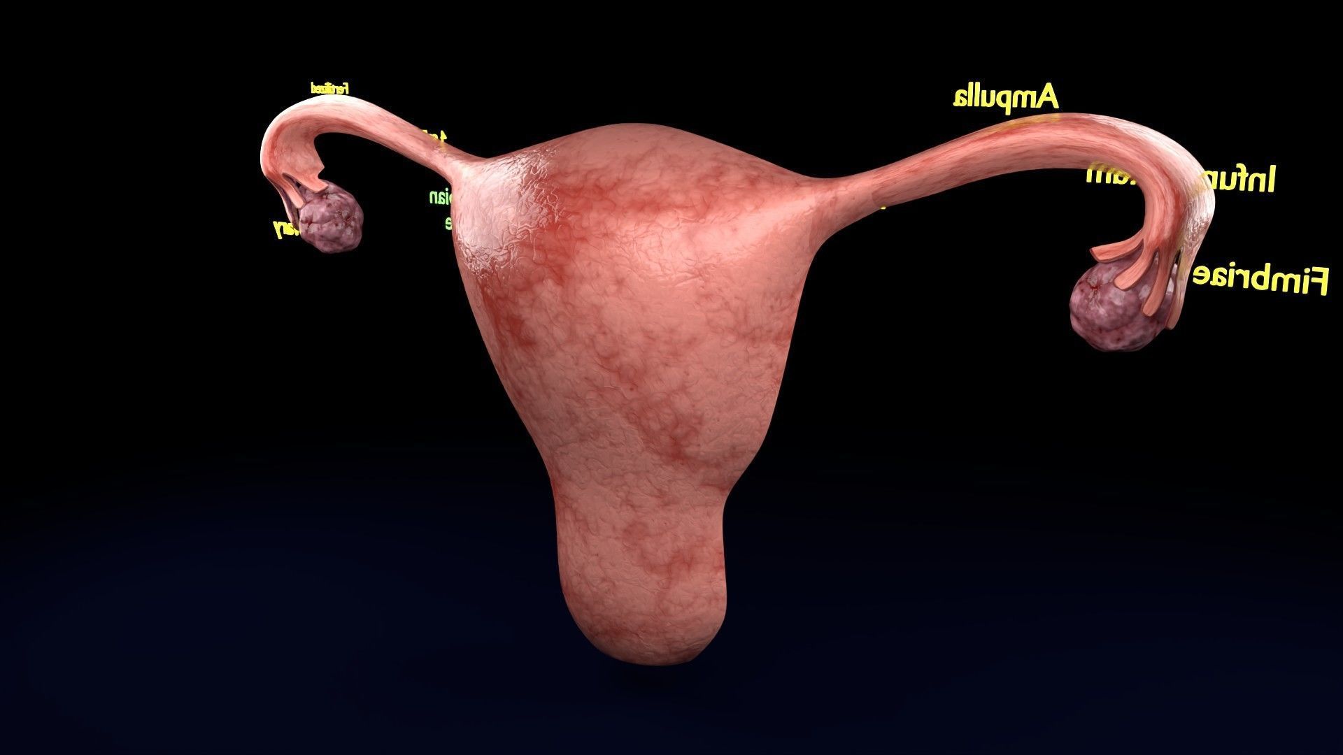 Fertilization stages of ovum 3D model_50