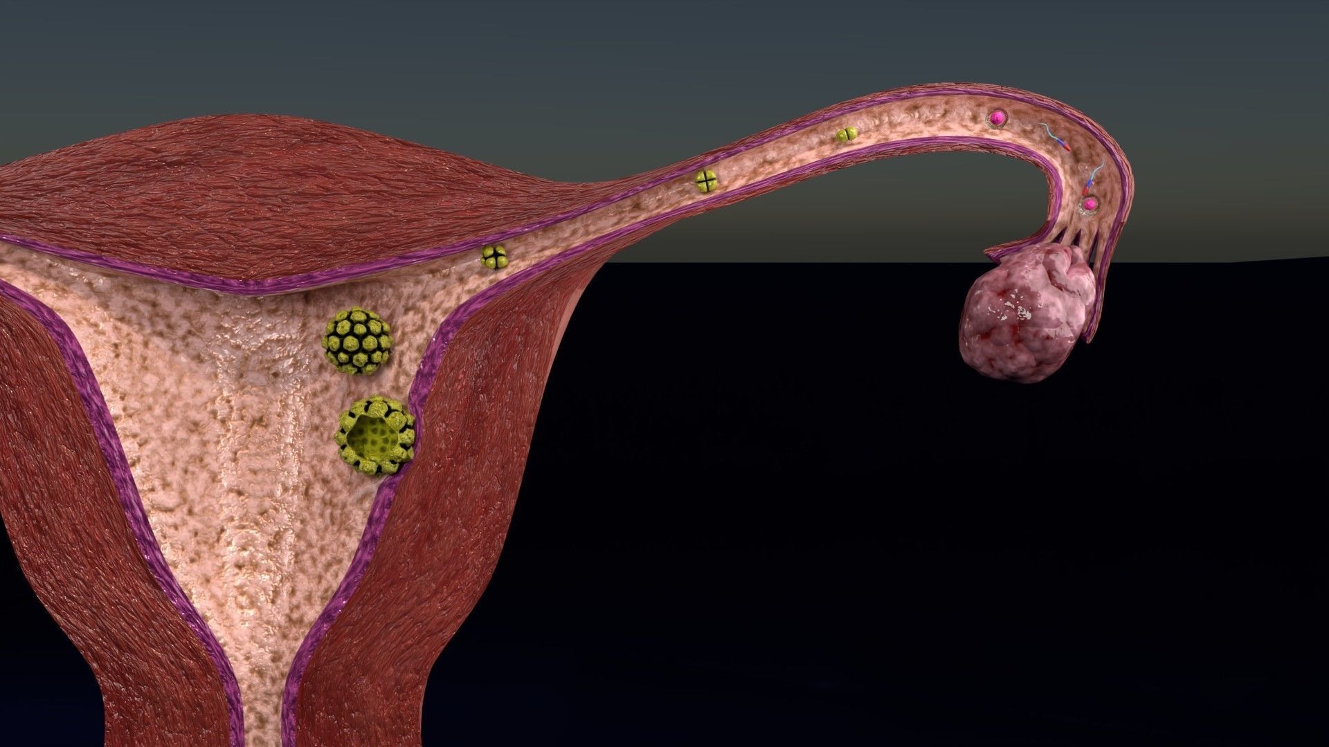 Fertilization stages of ovum 3D model_94