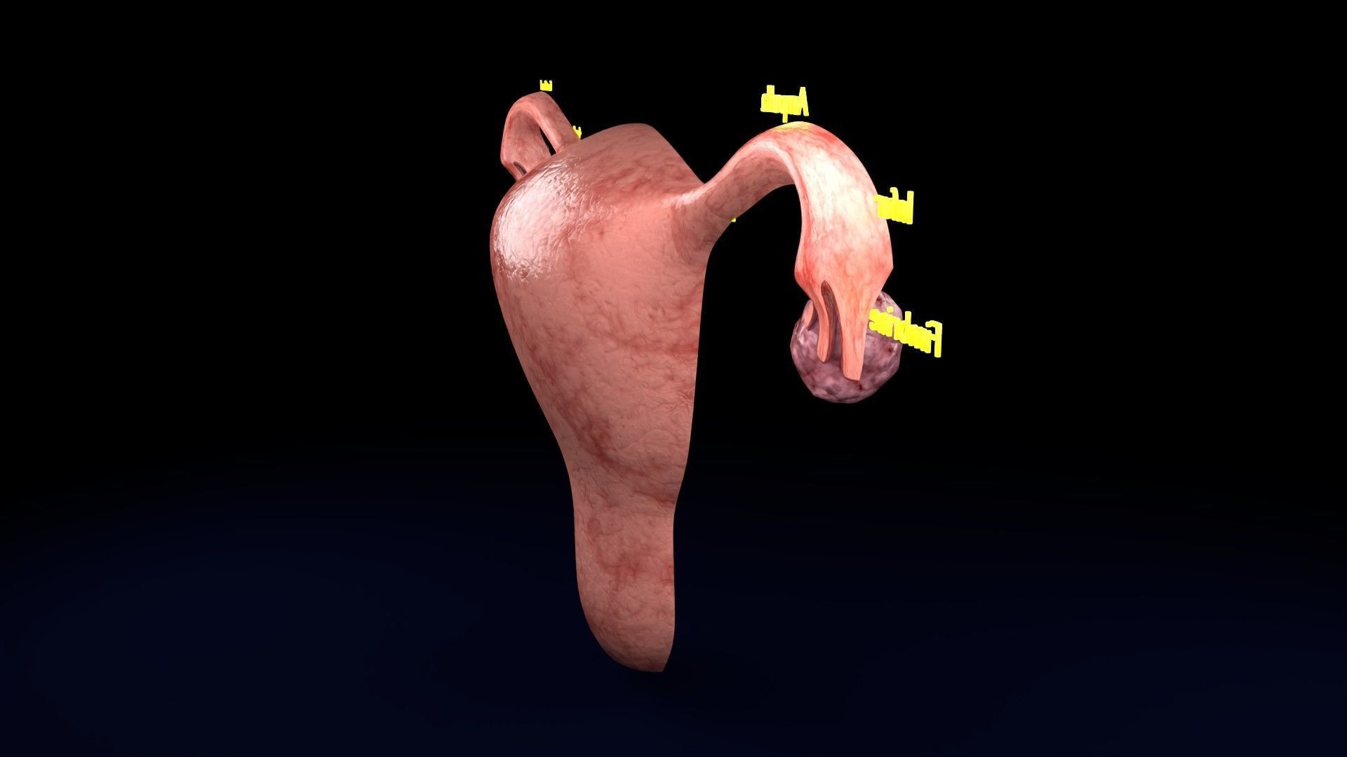 Fertilization stages of ovum 3D model_43