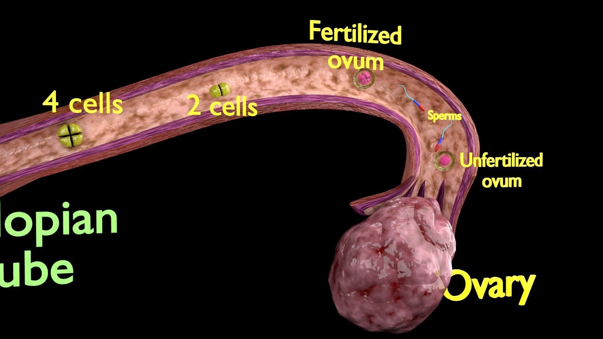 Fertilization stages of ovum 3D model_3