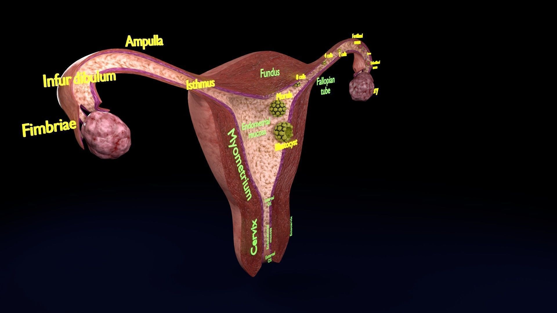 Fertilization stages of ovum 3D model_33