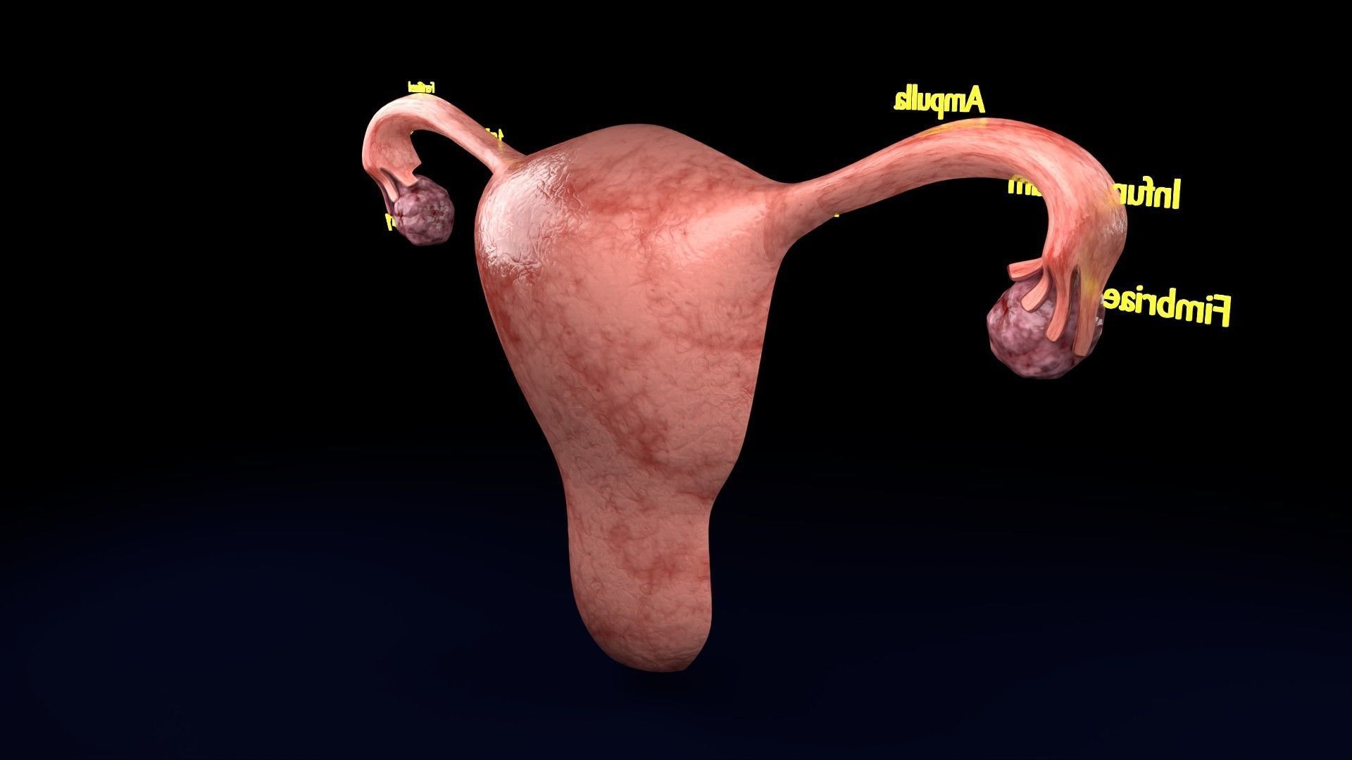 Fertilization stages of ovum 3D model_47