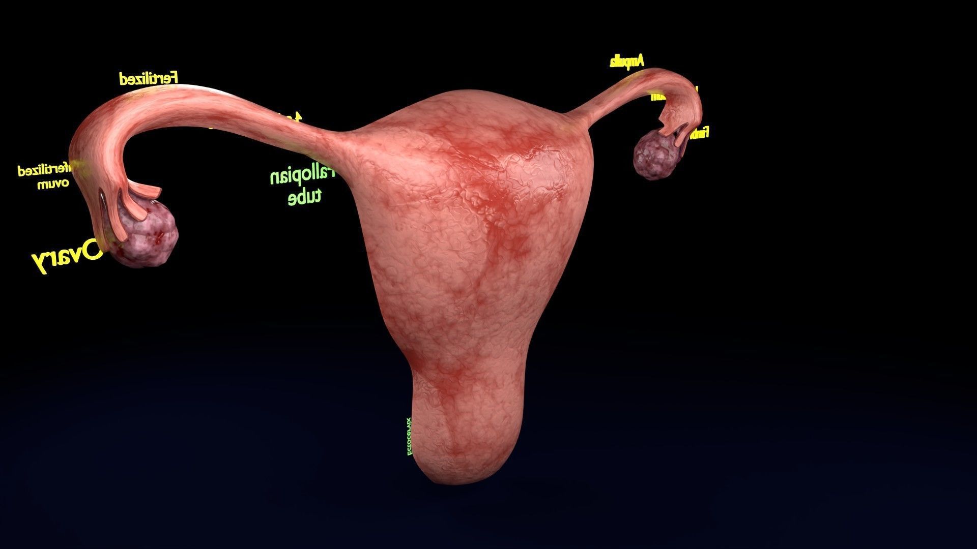 Fertilization stages of ovum 3D model_67