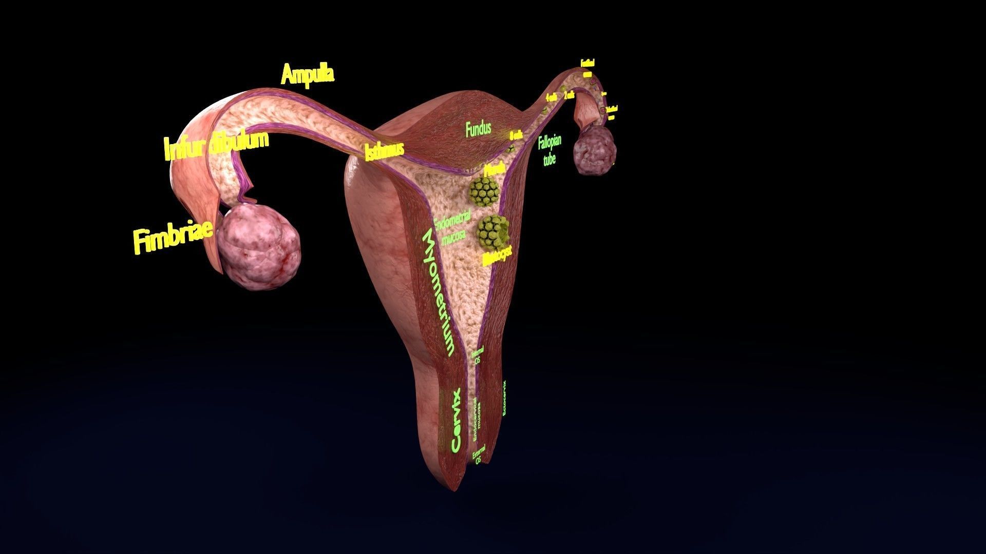 Fertilization stages of ovum 3D model_35