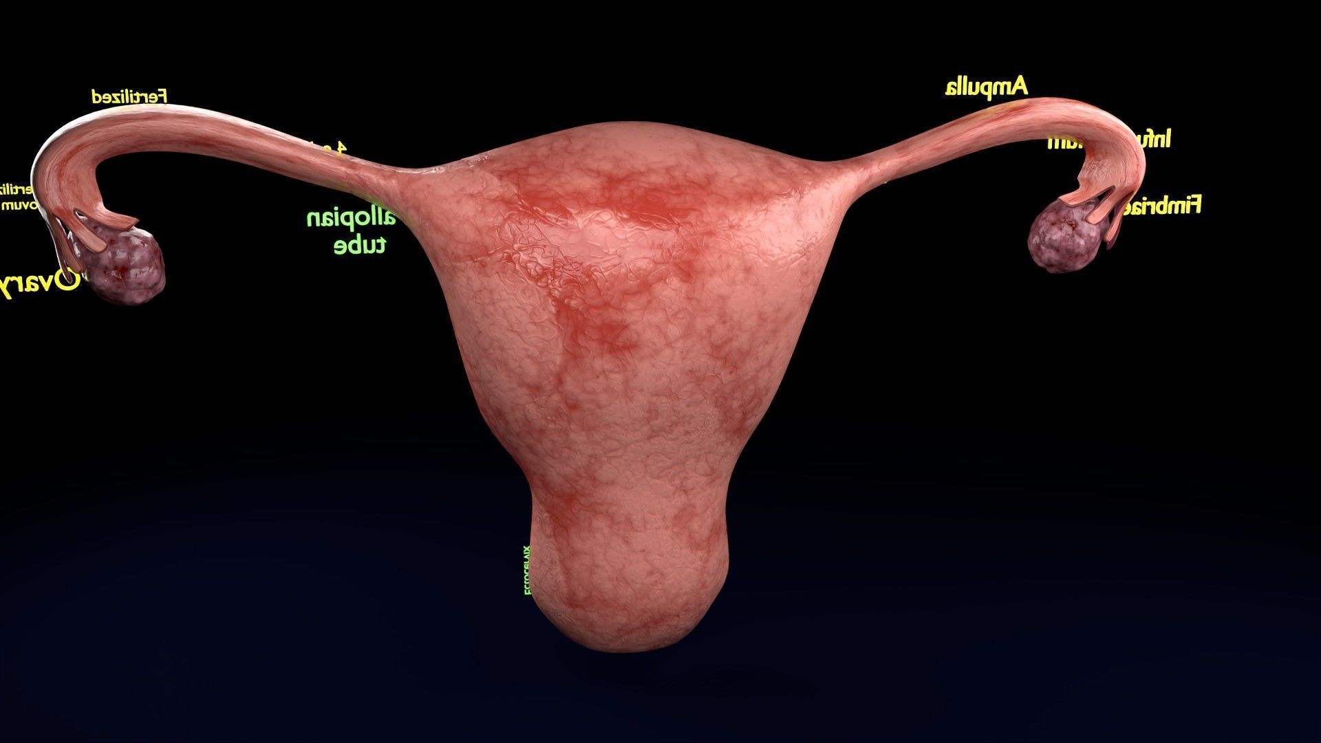 Fertilization stages of ovum 3D model_60