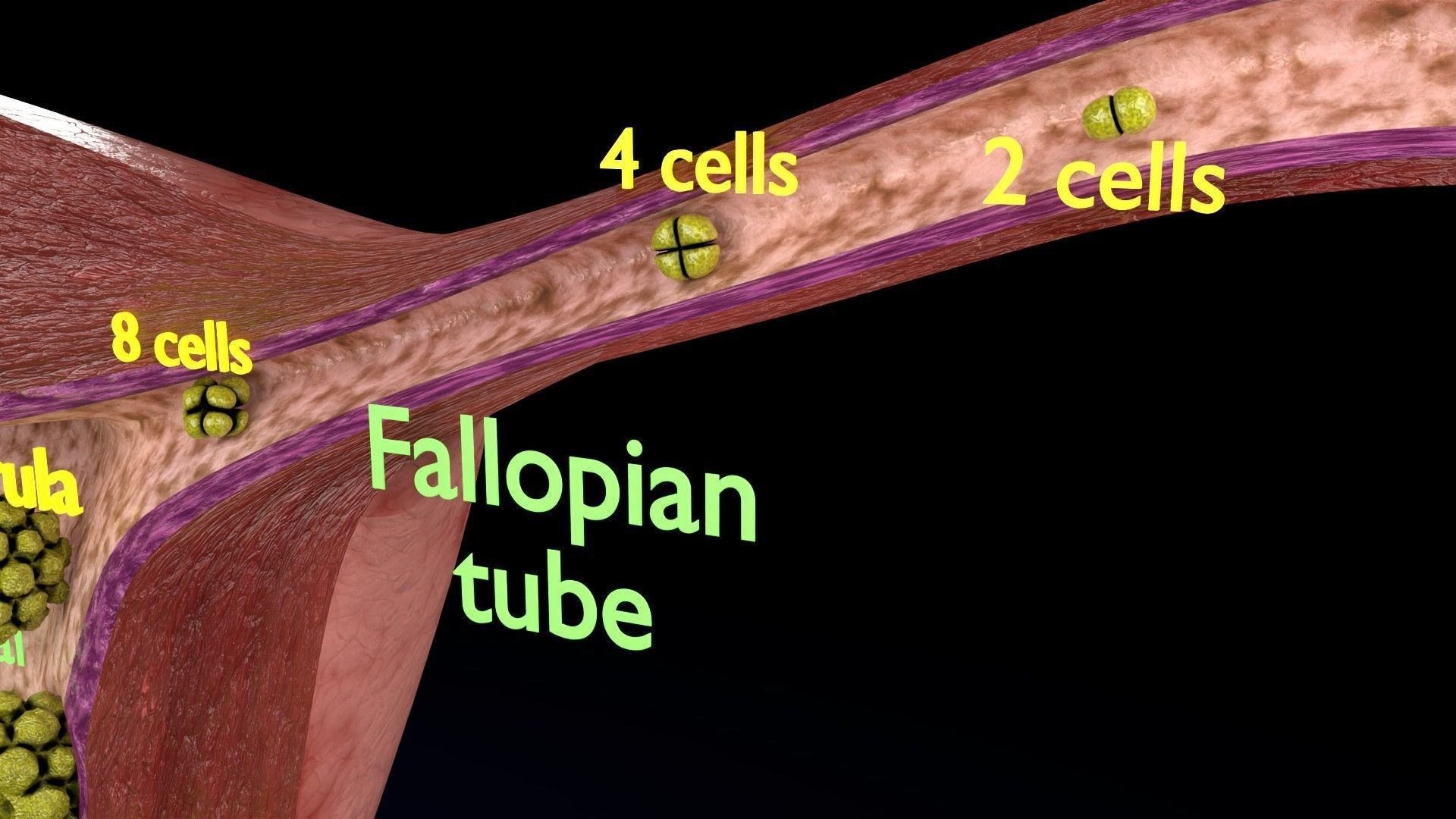 Fertilization stages of ovum 3D model_16