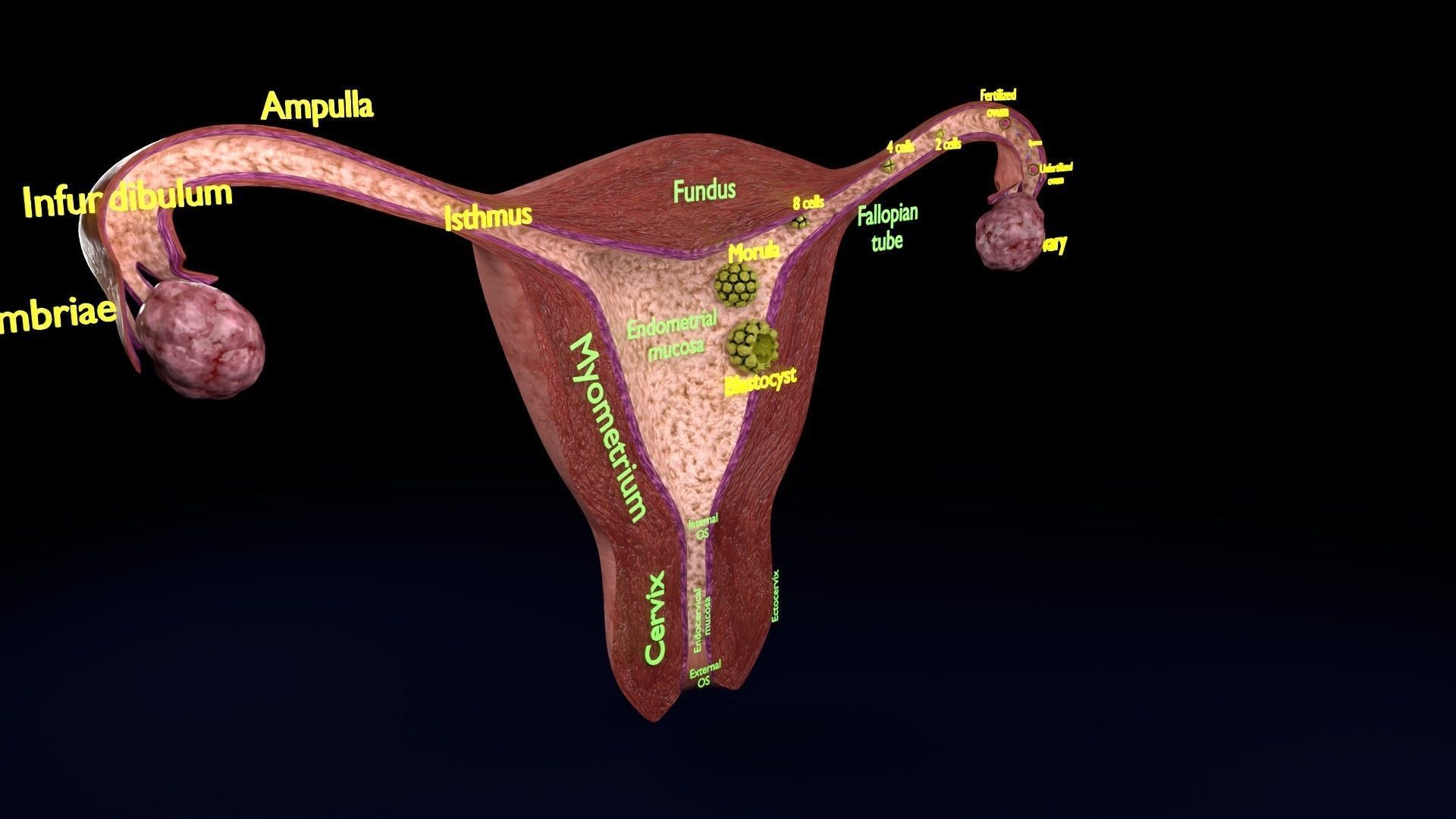Fertilization stages of ovum 3D model_31