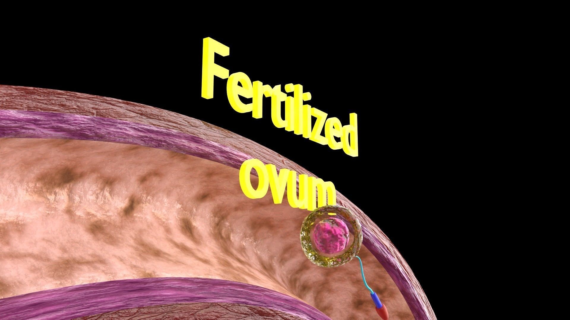 Fertilization stages of ovum 3D model_10
