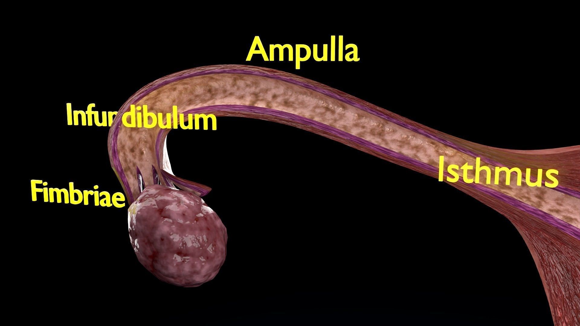 Fertilization stages of ovum 3D model_12