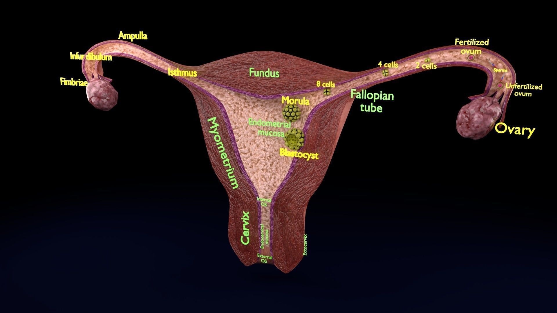Fertilization stages of ovum 3D model_88