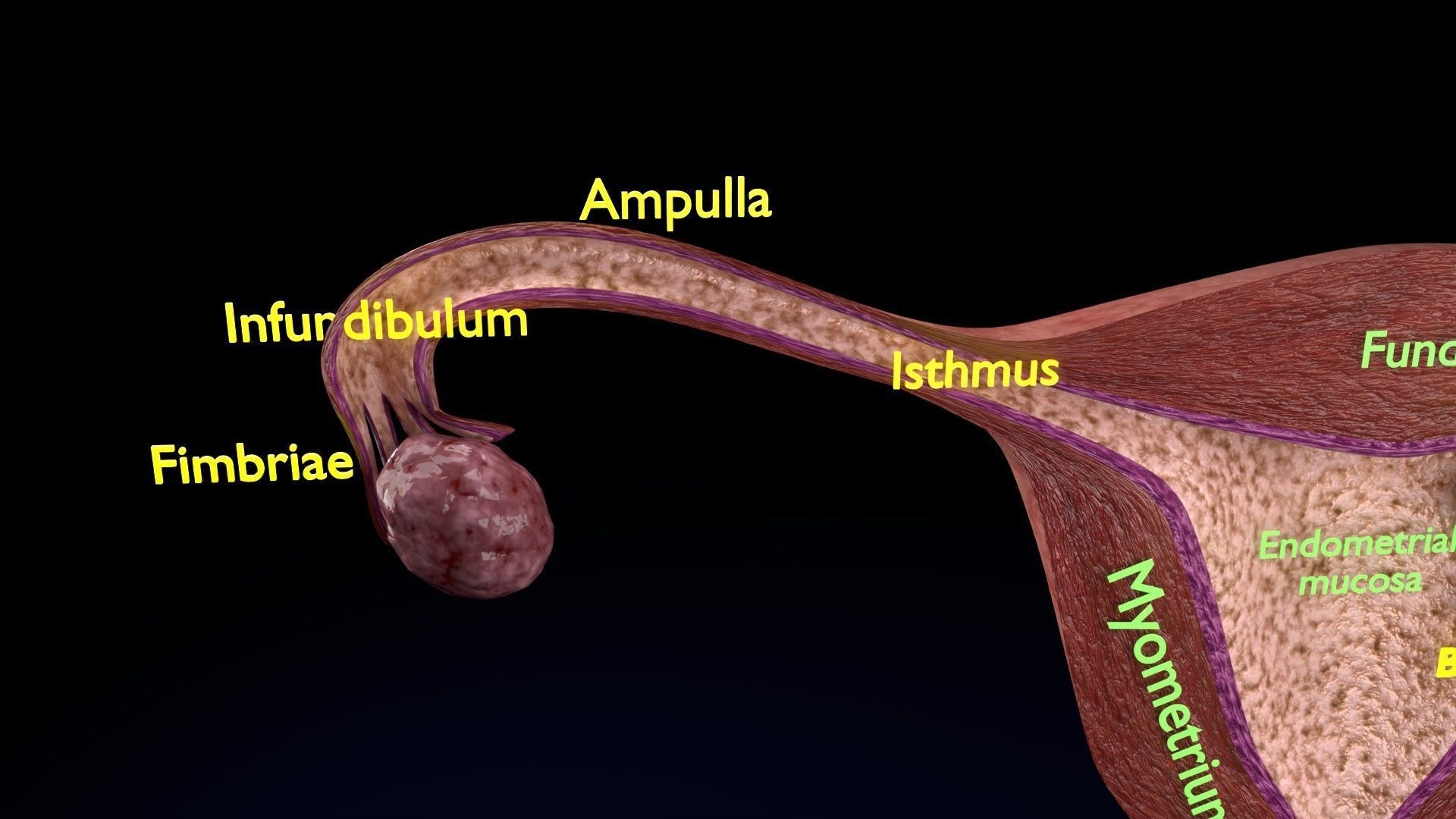 Fertilization stages of ovum 3D model_11