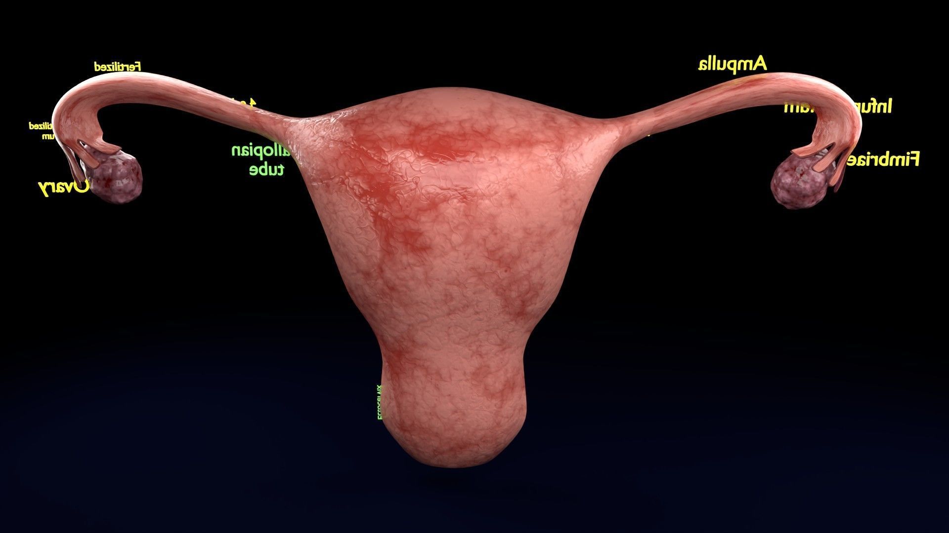 Fertilization stages of ovum 3D model_57