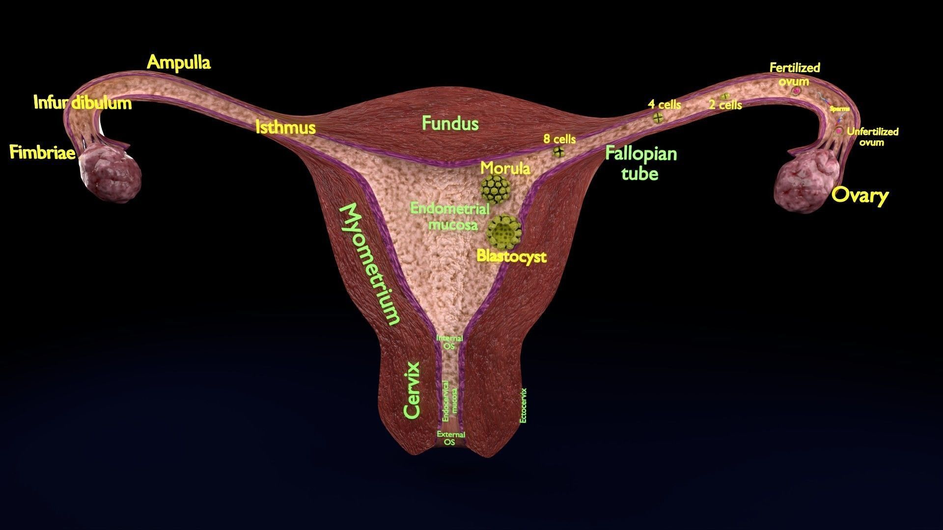 Fertilization stages of ovum 3D model_92
