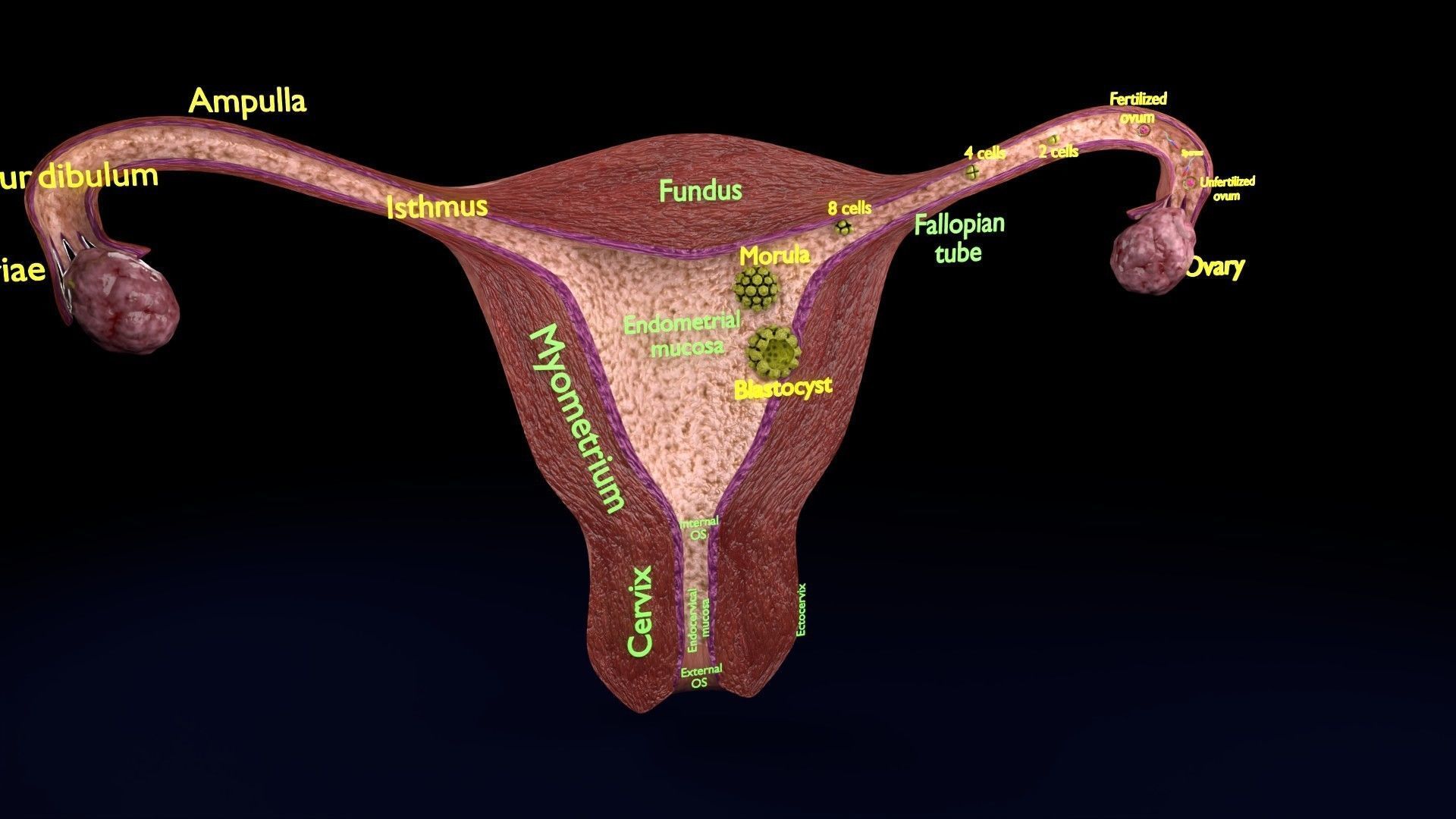Fertilization stages of ovum 3D model_26