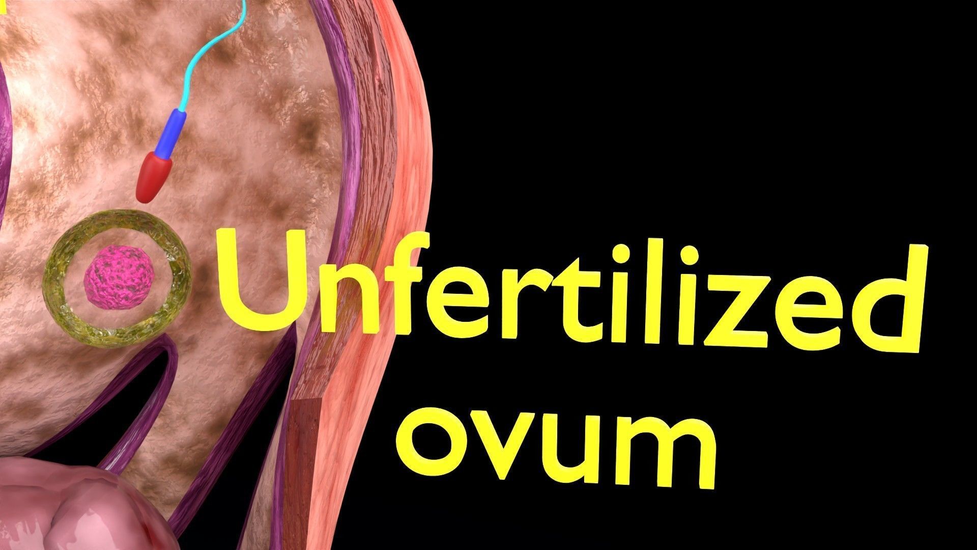 Fertilization stages of ovum 3D model_6