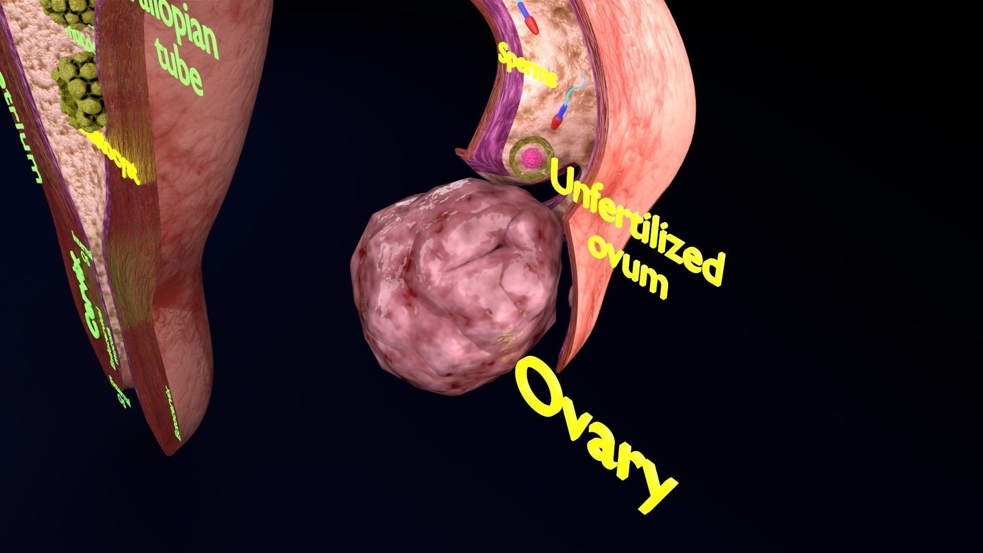 Fertilization stages of ovum 3D model_4