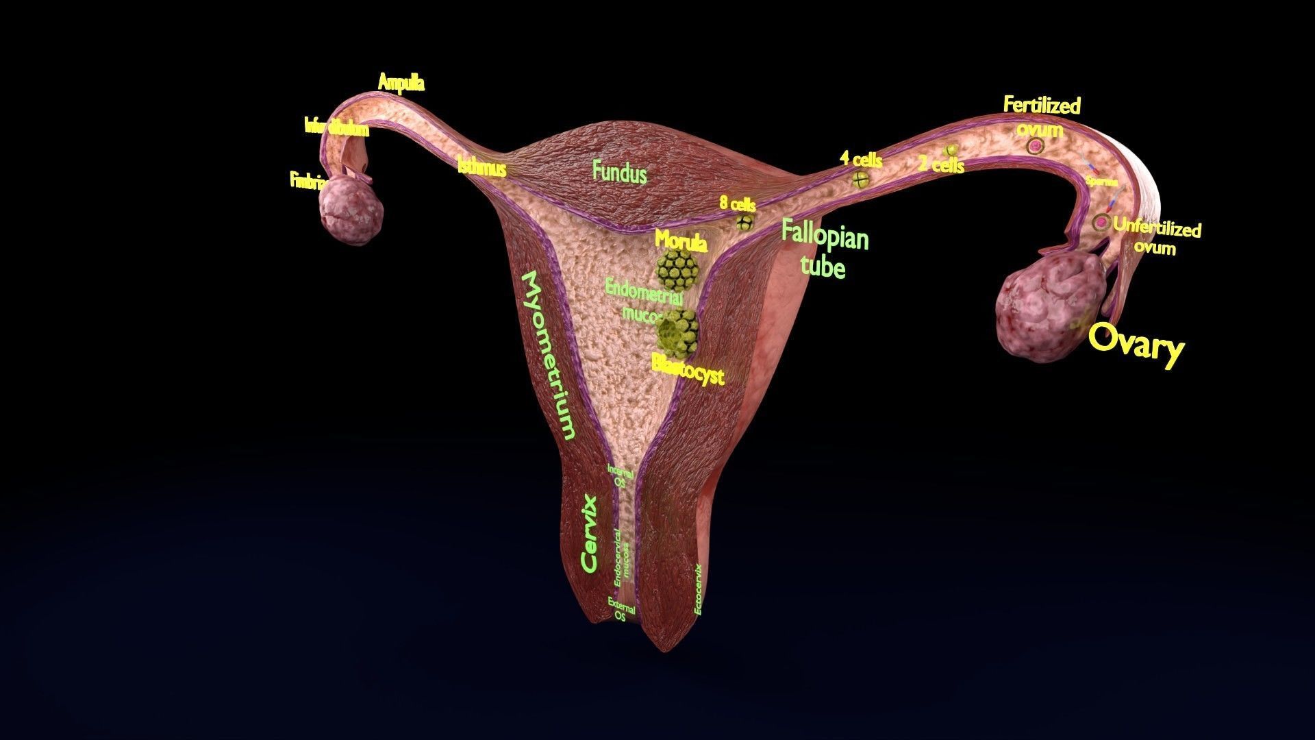 Fertilization stages of ovum 3D model_84