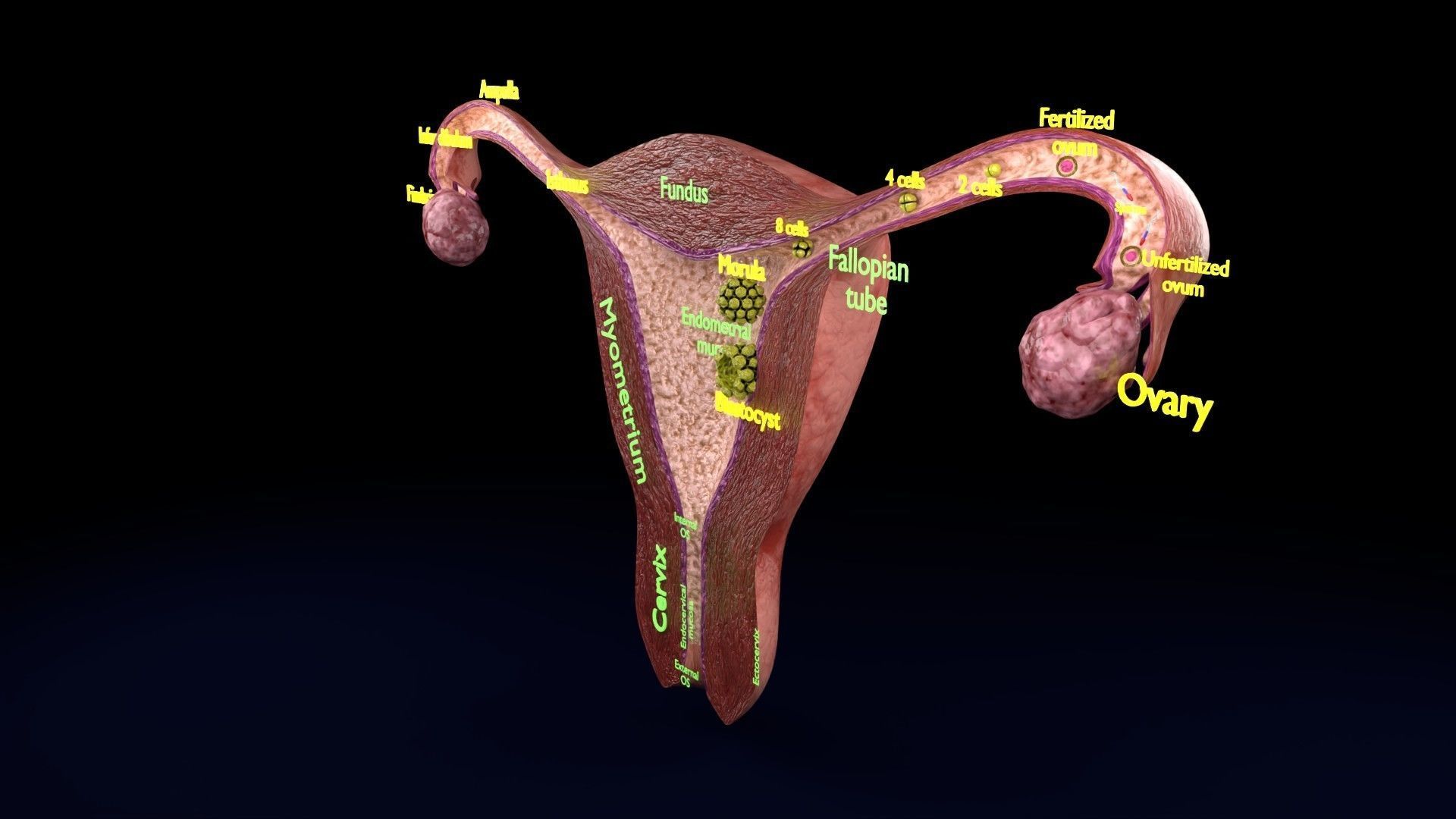 Fertilization stages of ovum 3D model_82