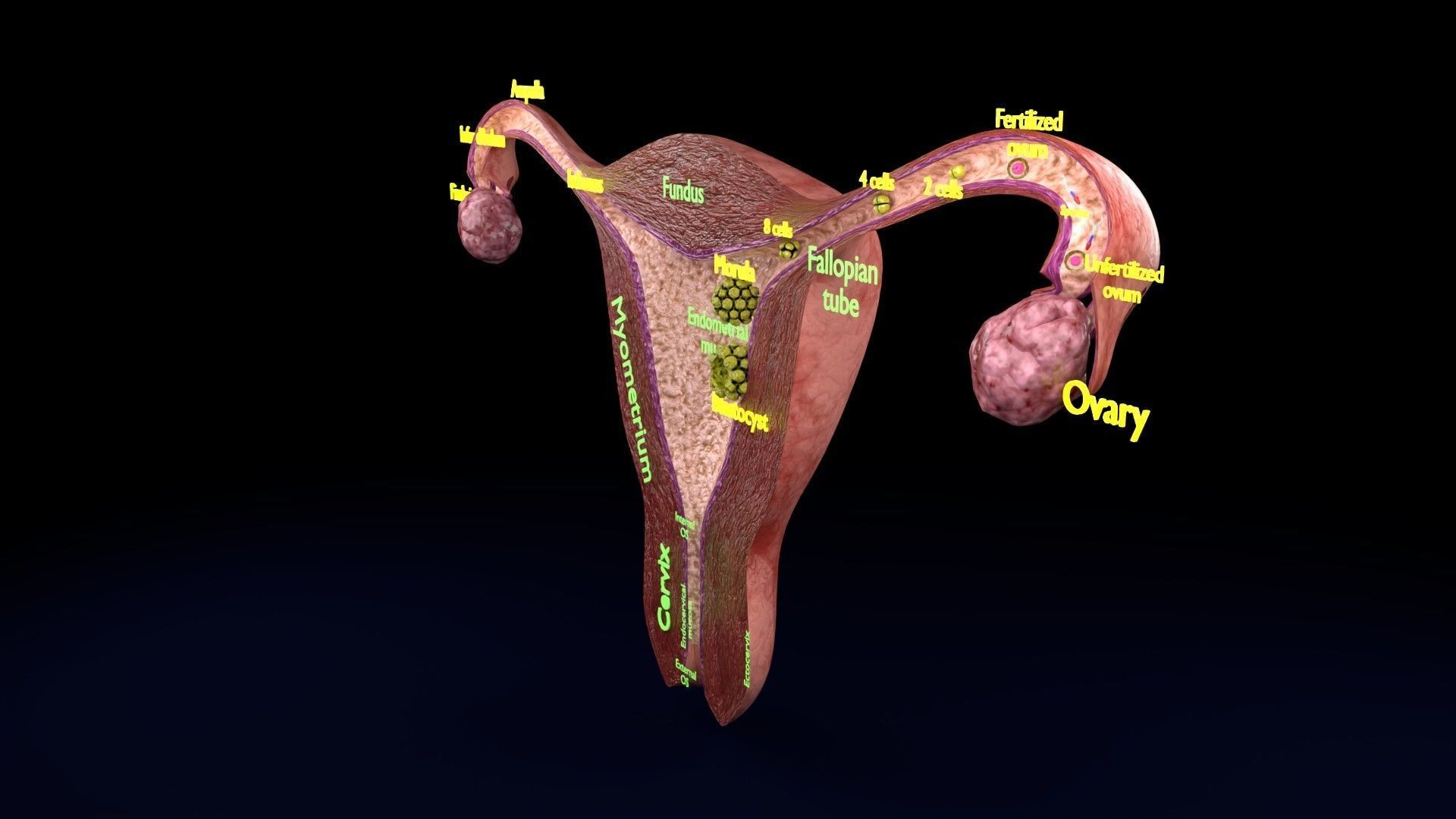 Fertilization stages of ovum 3D model_81