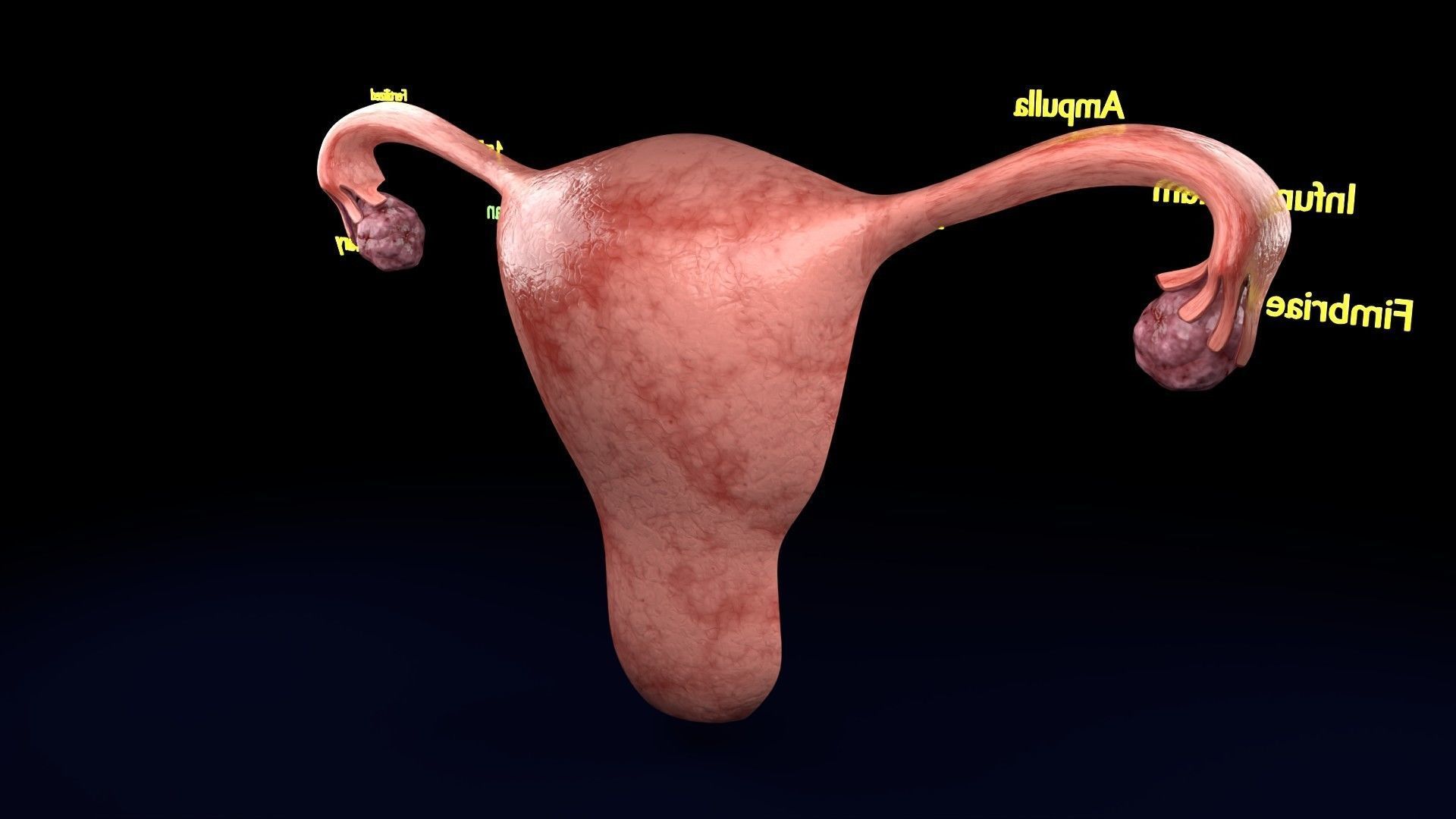 Fertilization stages of ovum 3D model_49