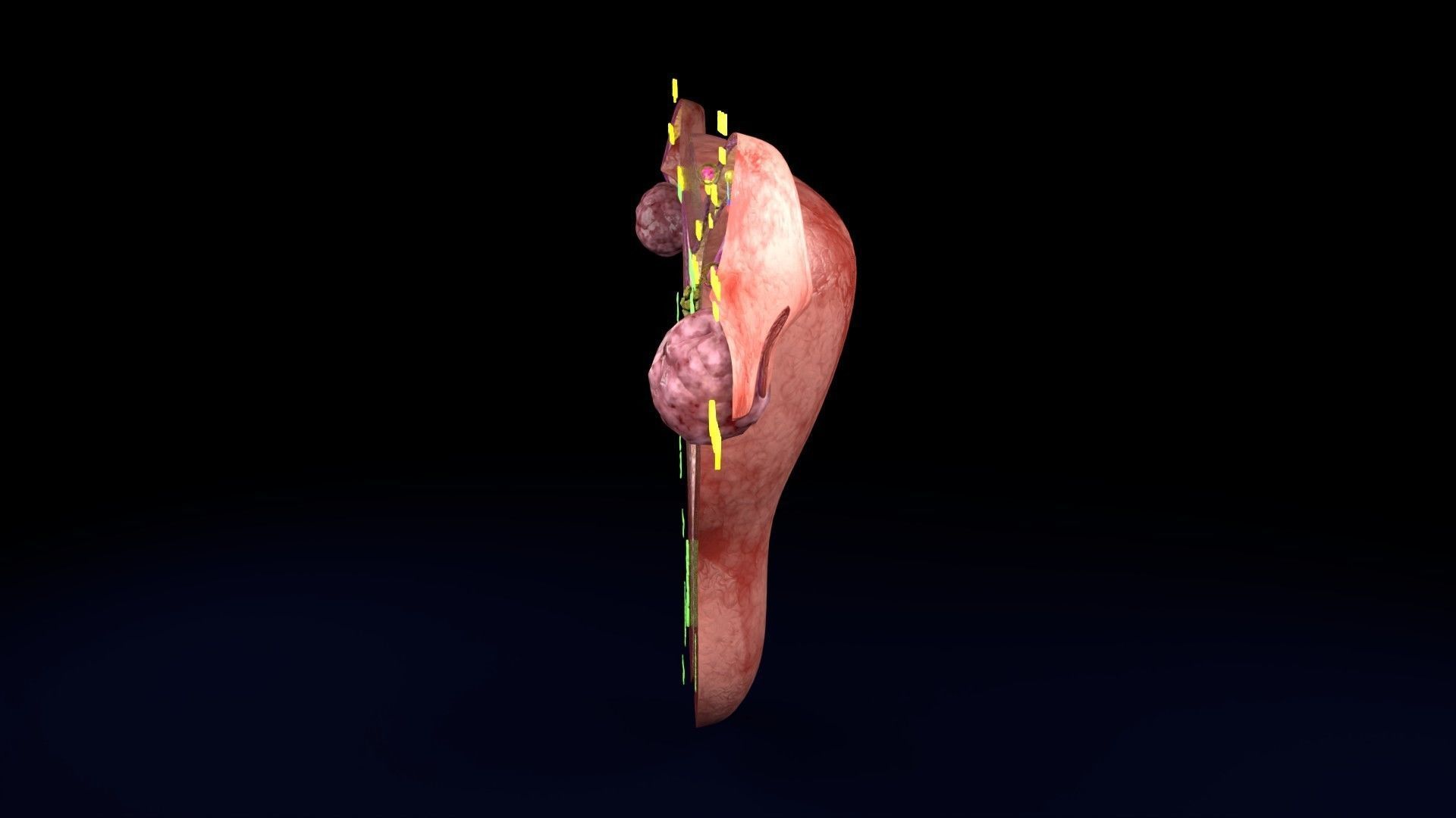 Fertilization stages of ovum 3D model_76