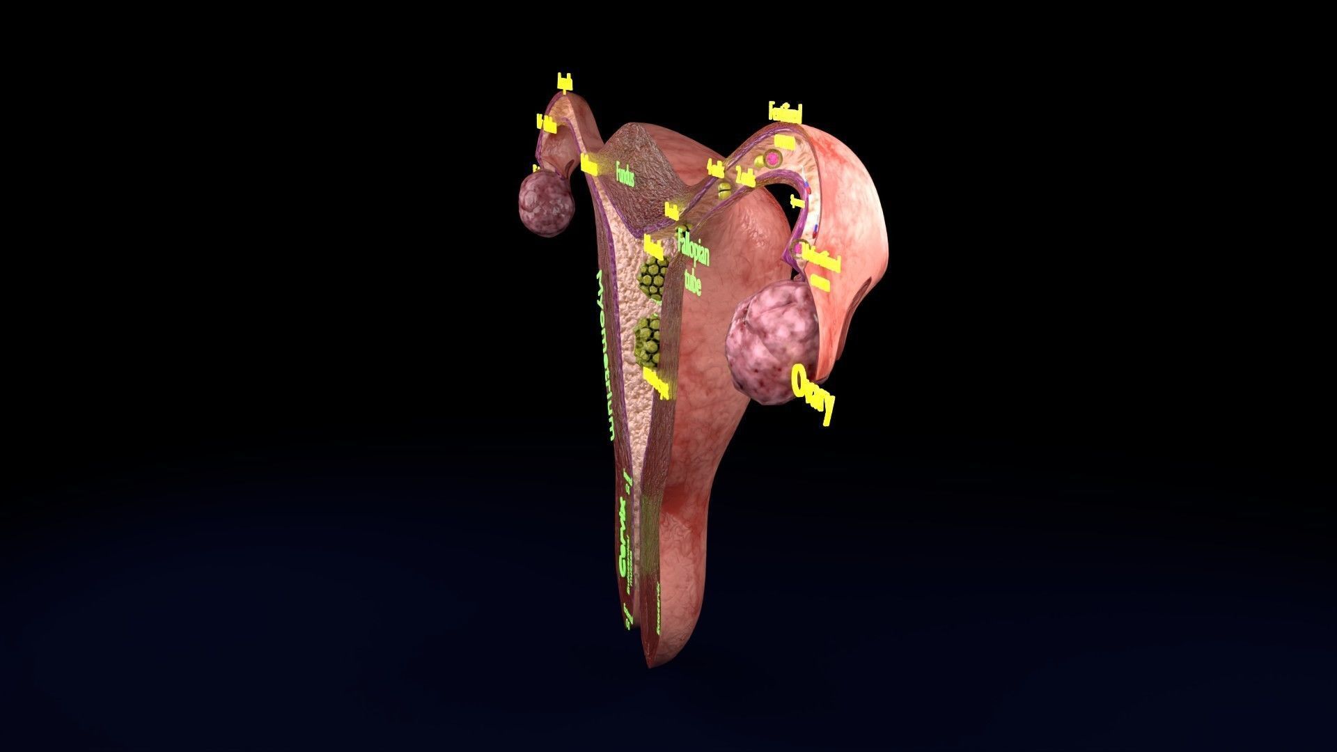 Fertilization stages of ovum 3D model_78