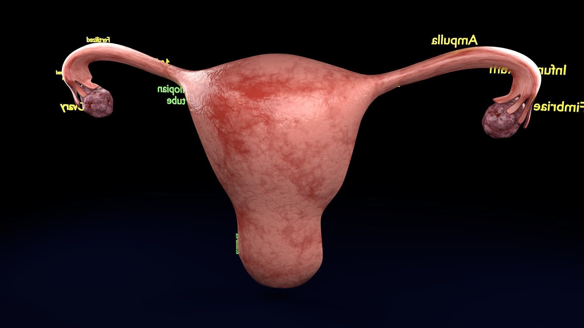 Fertilization stages of ovum 3D model_54