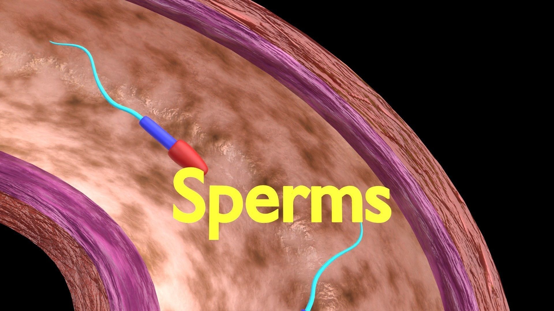 Fertilization stages of ovum 3D model_7