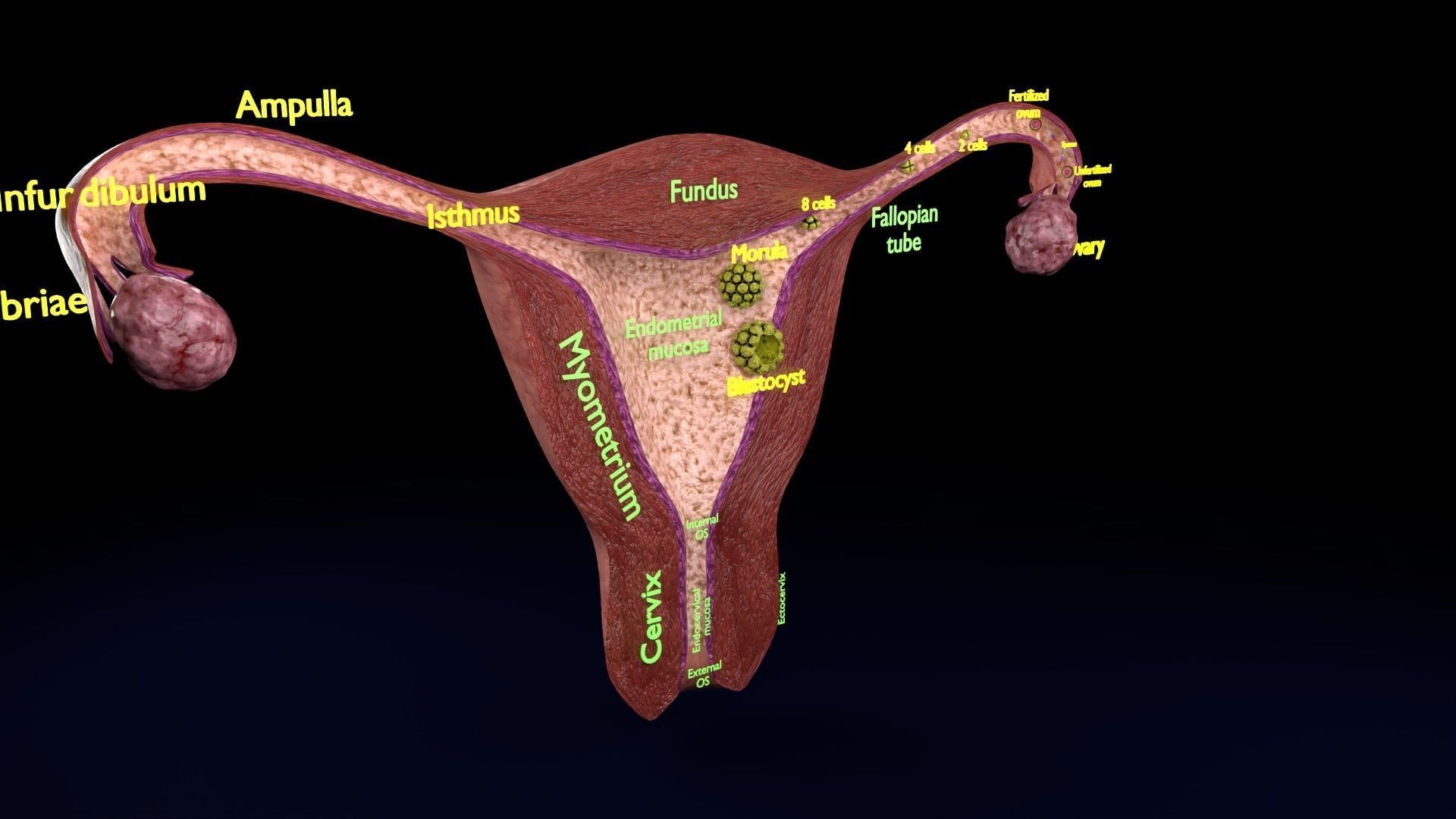 Fertilization stages of ovum 3D model_30