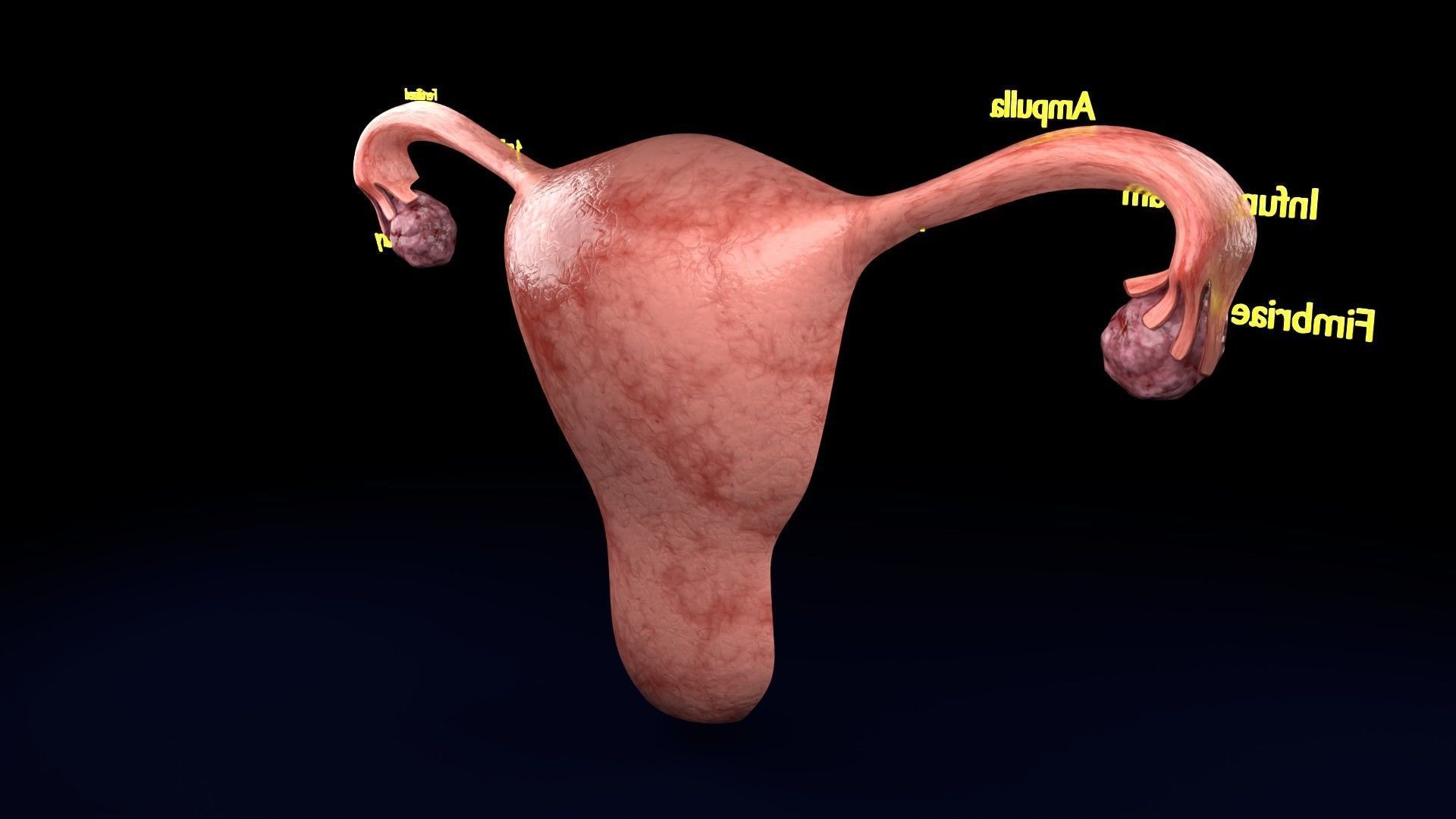Fertilization stages of ovum 3D model_48